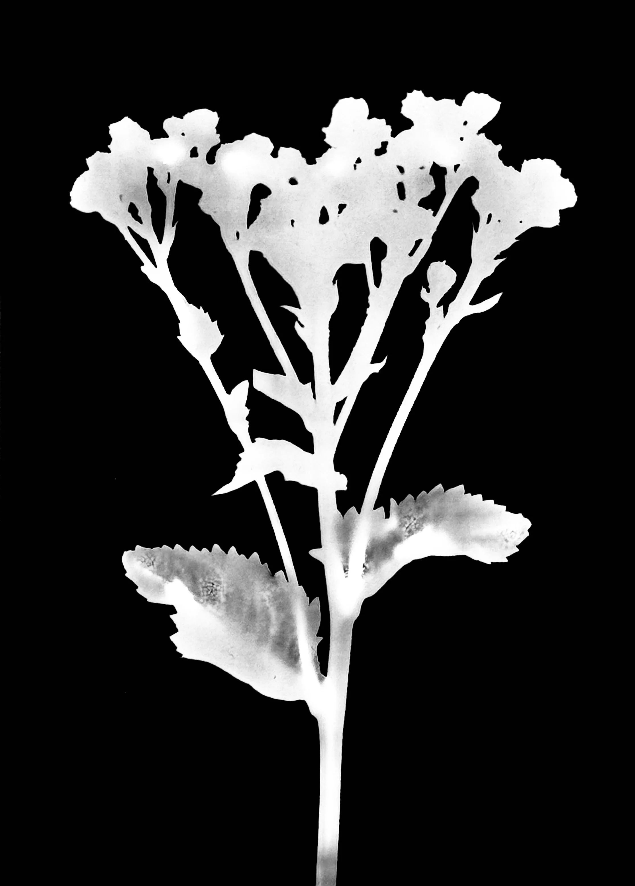 Wild quinine. 5x7
Parthenium integrifolium