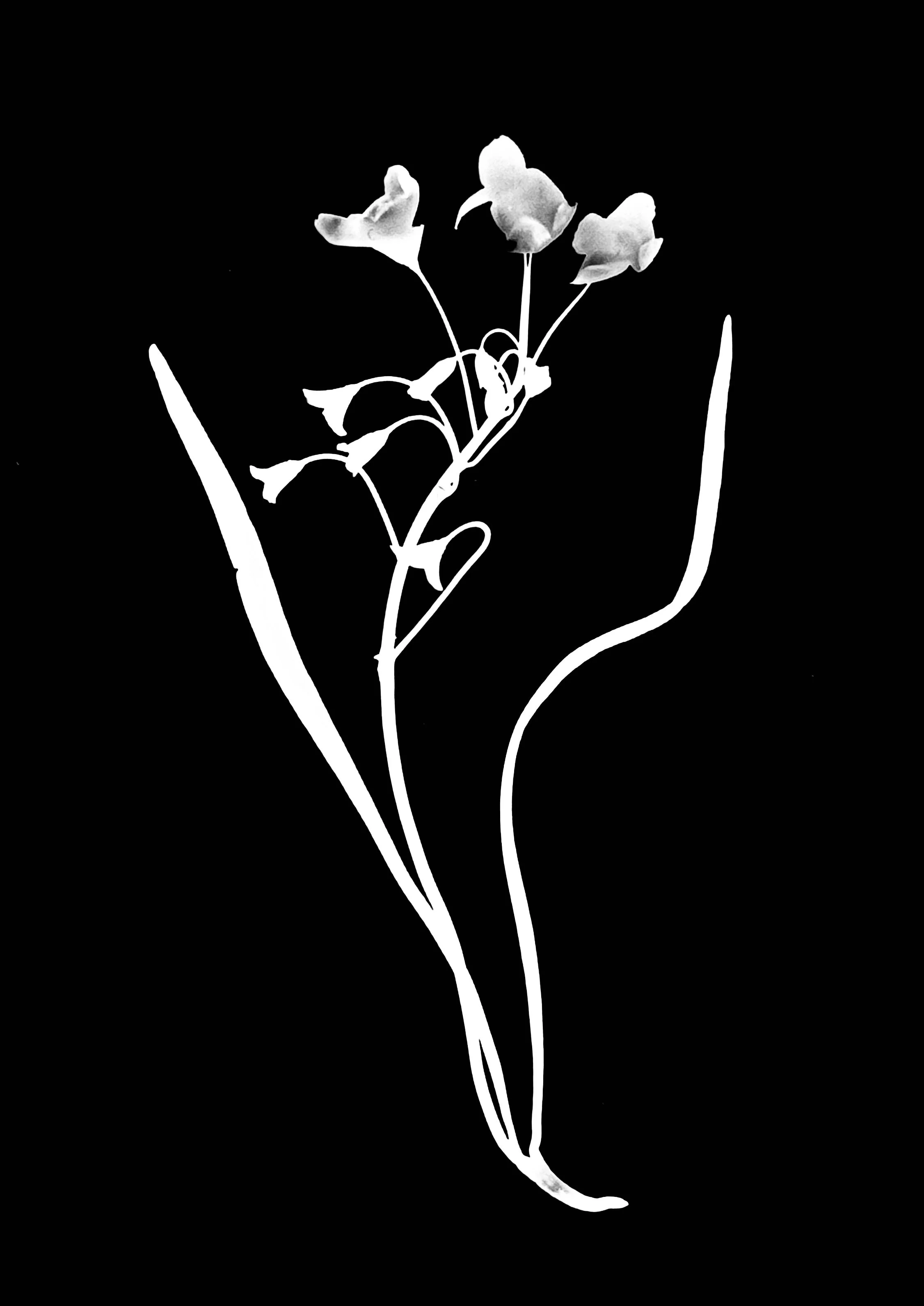 Spring beauty. 5x7
Claytonia Virginia