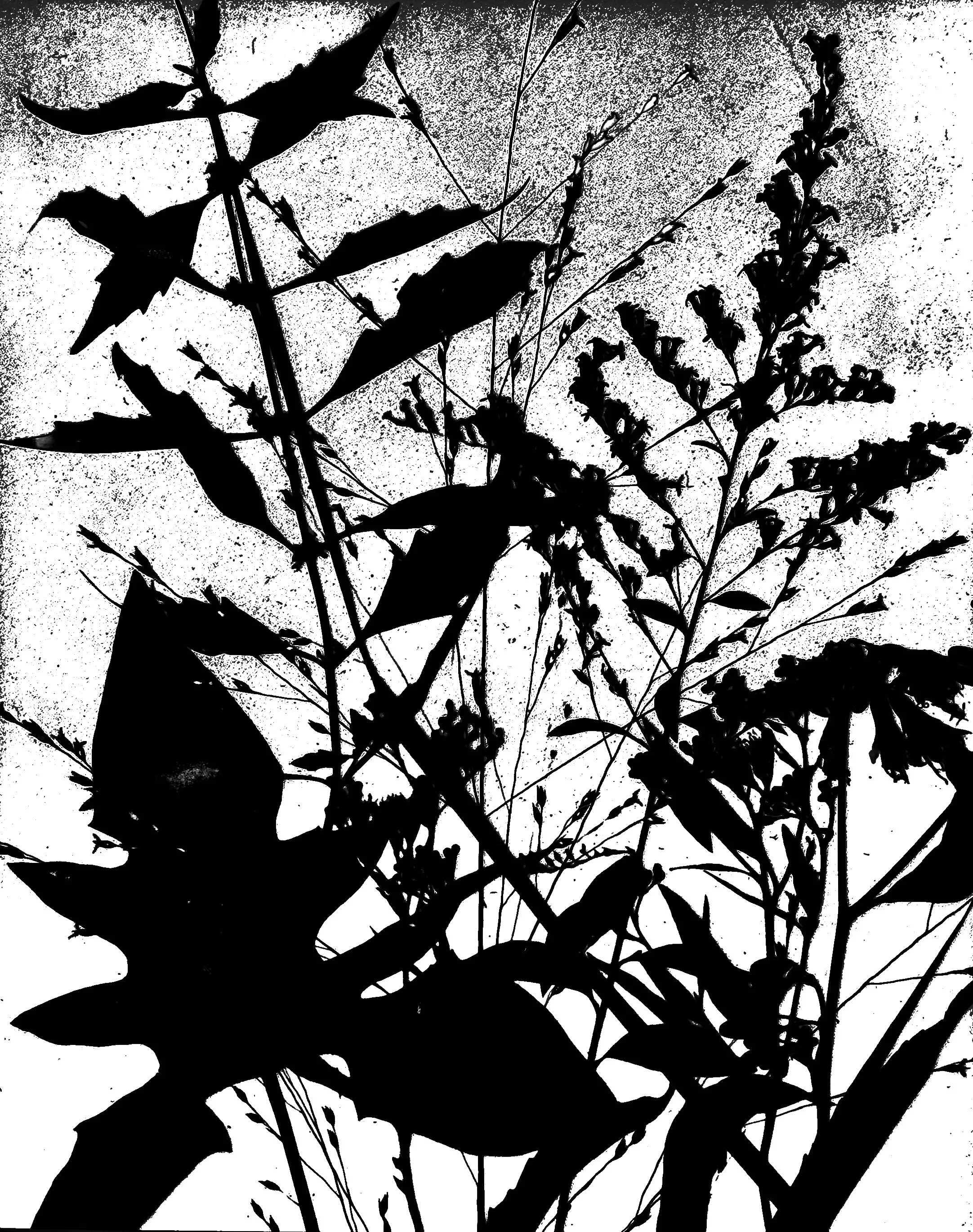 Mid summer natives
11x14.   1B