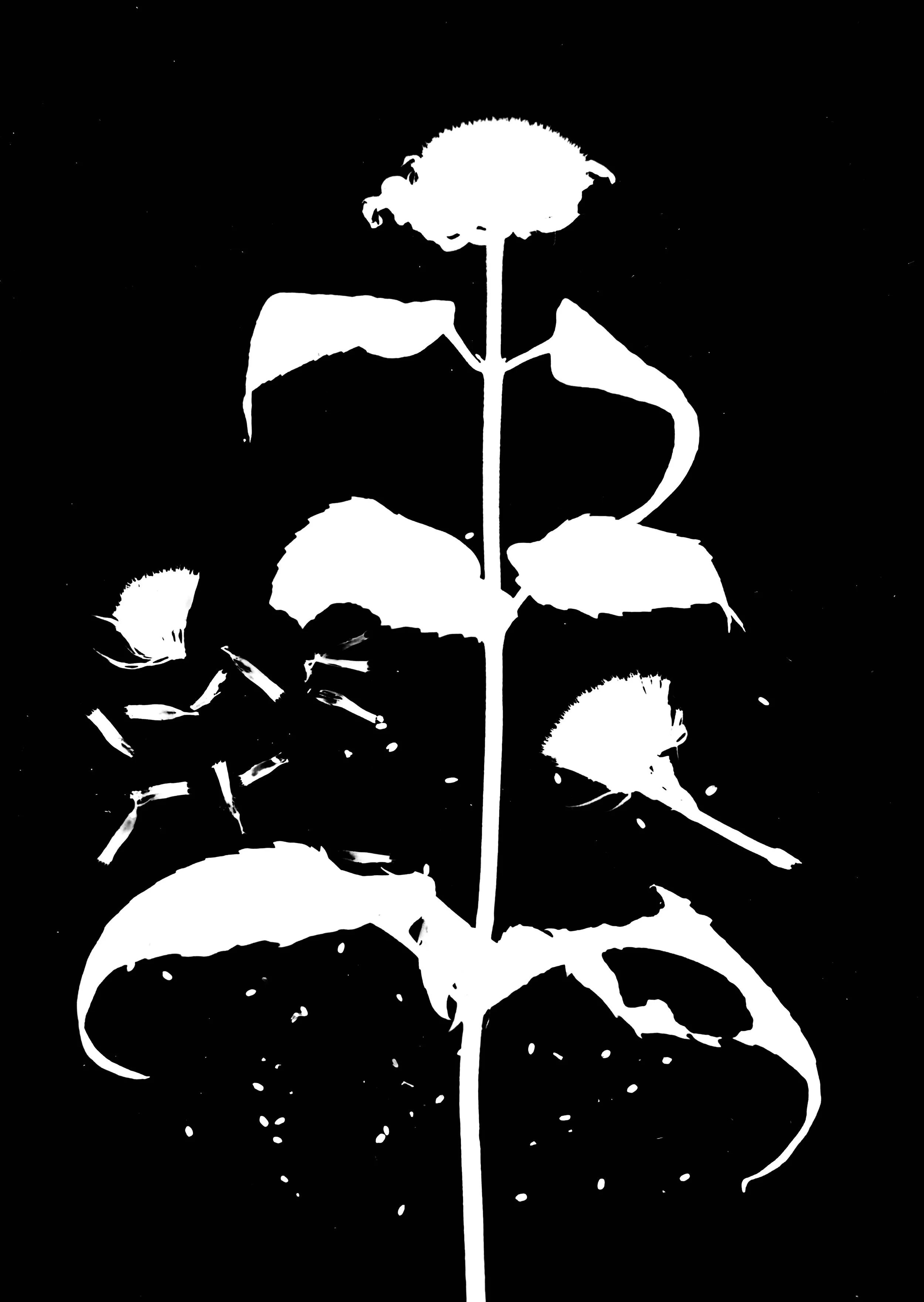 Wild Bergamot seeds
Monarda fistulosa. 5x7