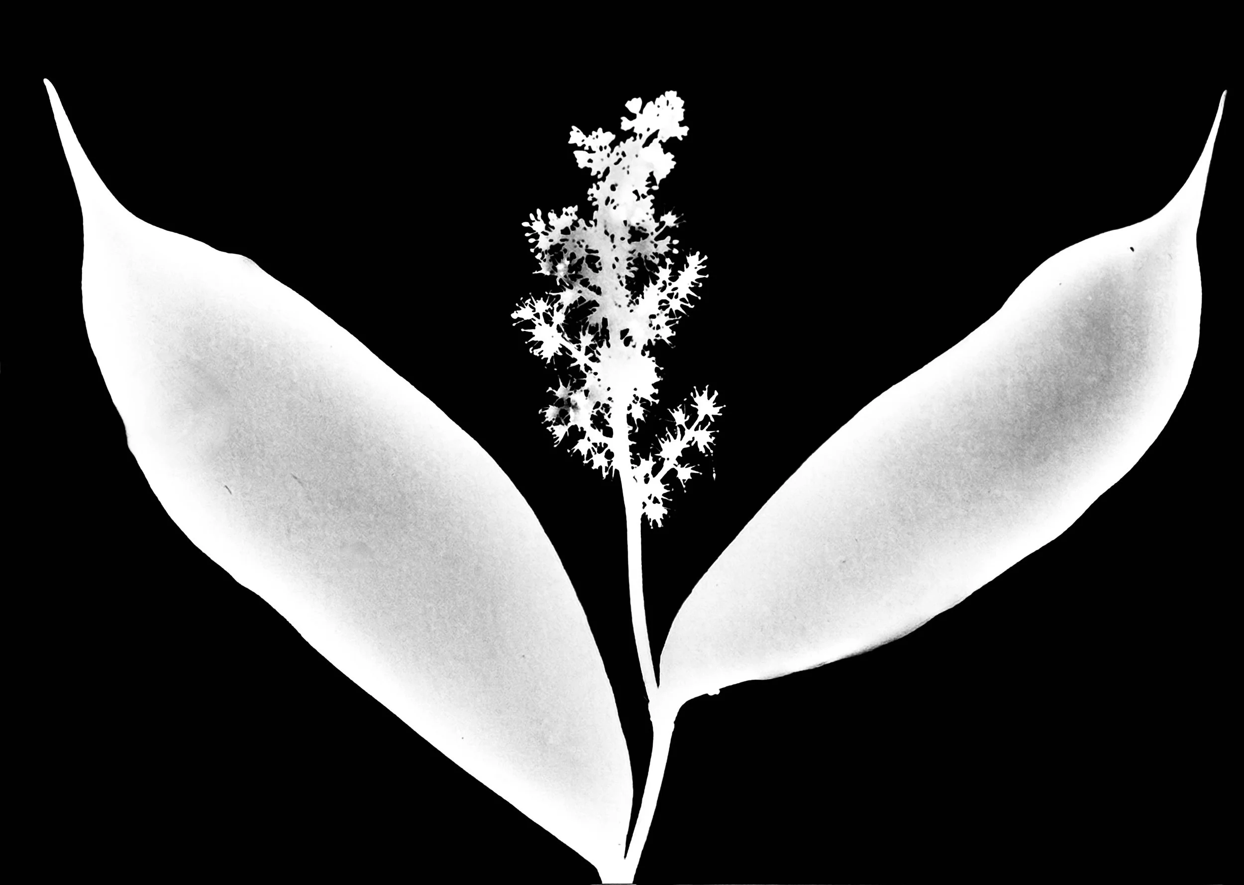 Feathery false Solomon's seal
Smilacina racemosa. 5x7