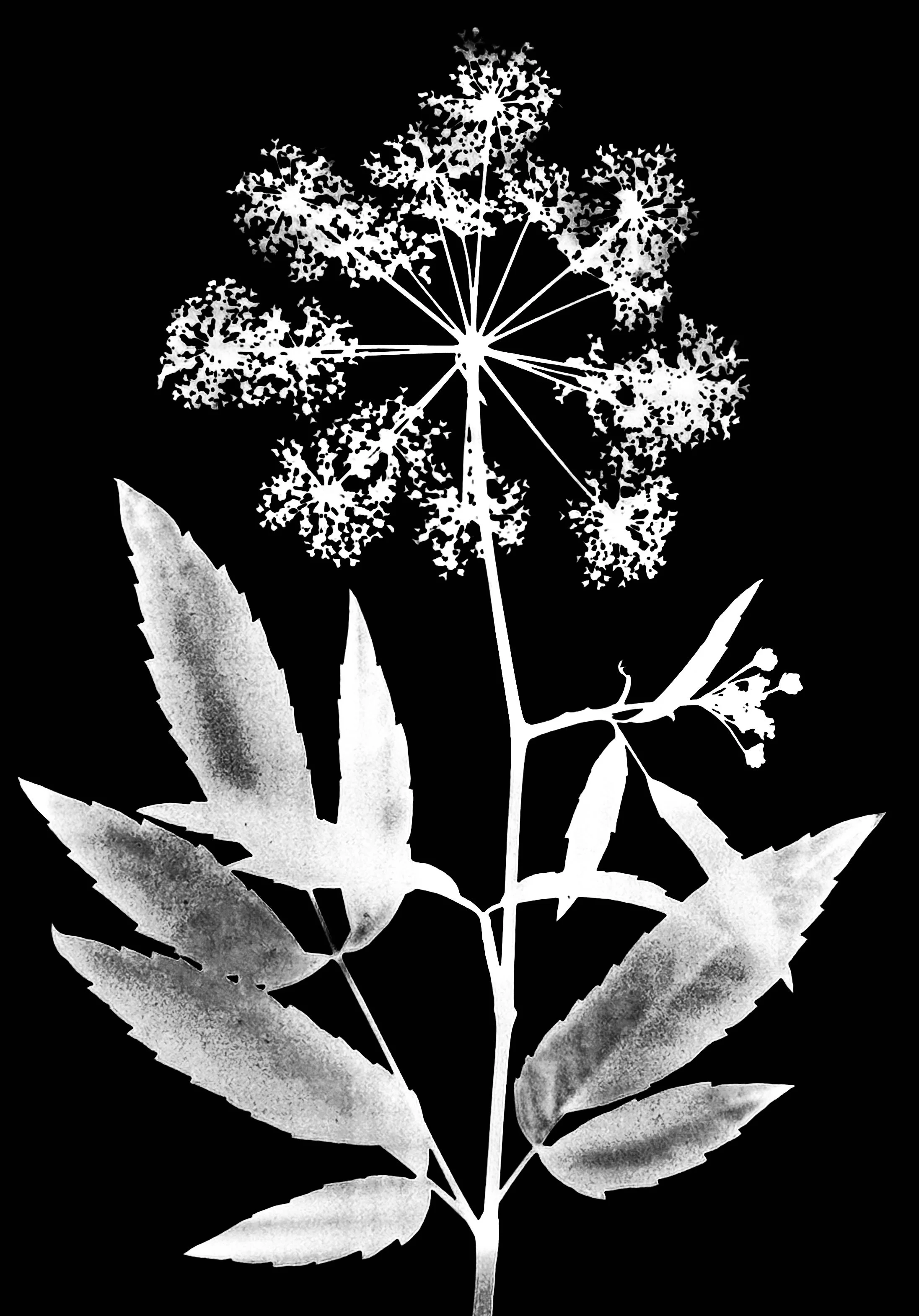 Cowbane. 5x7
Oxipolis rigidior