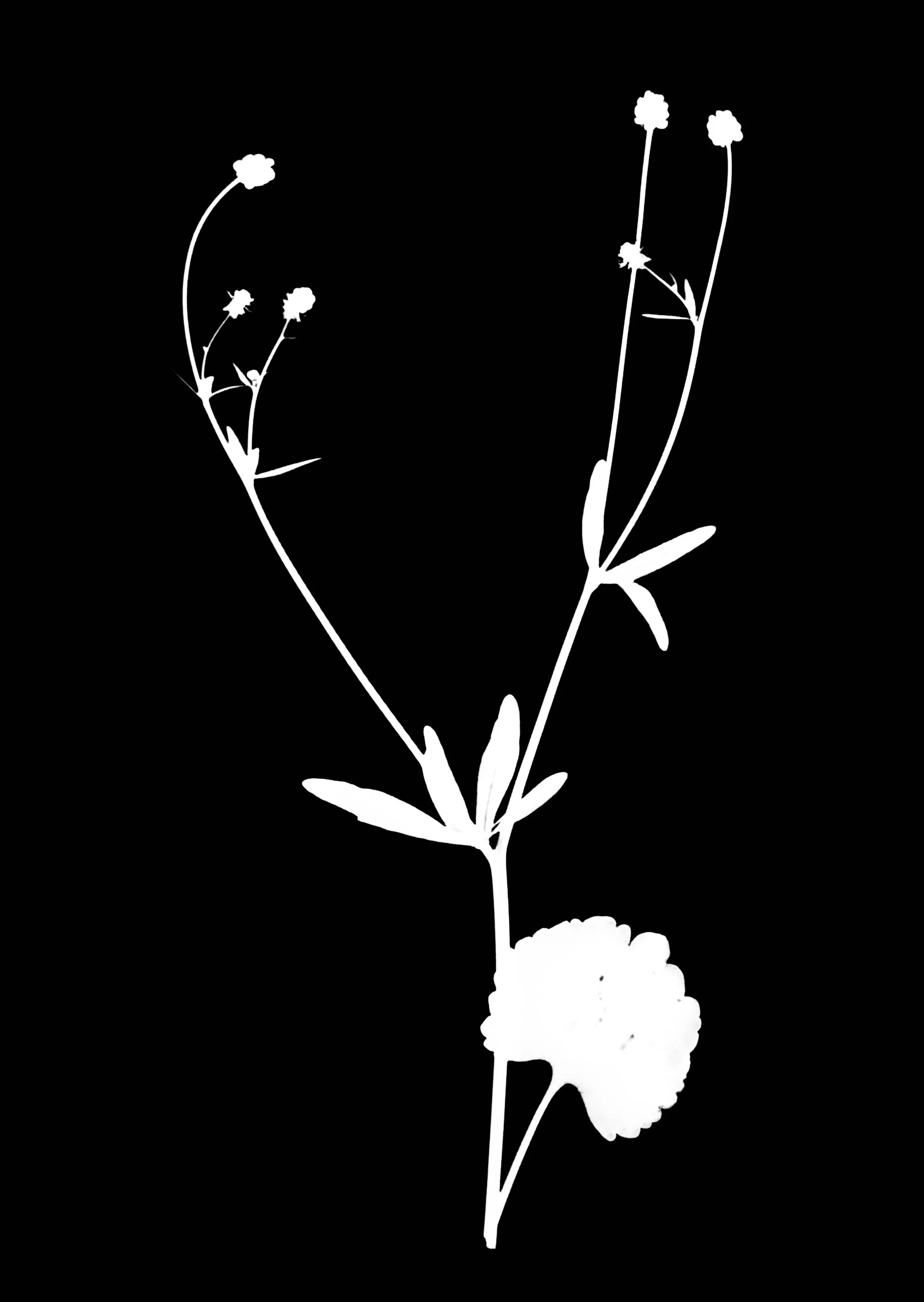 Small-flowered buttercup
Ranunculus arbortivus. 5x7