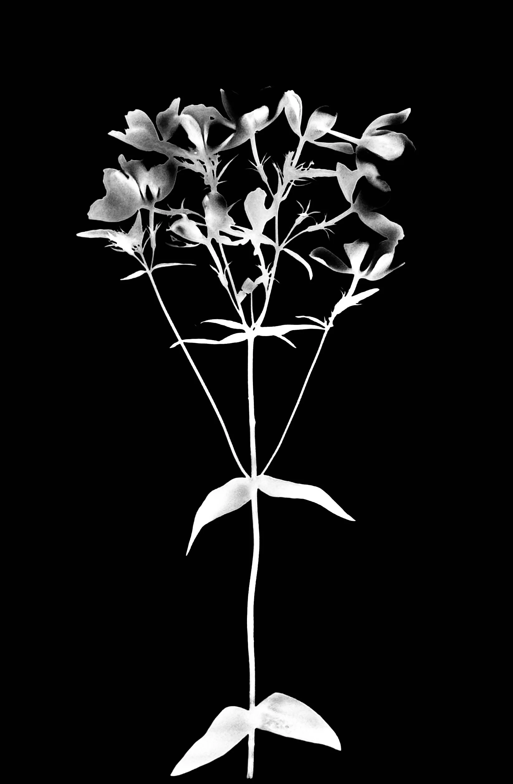 Woodland phlox  5x7
Phlox divaricata