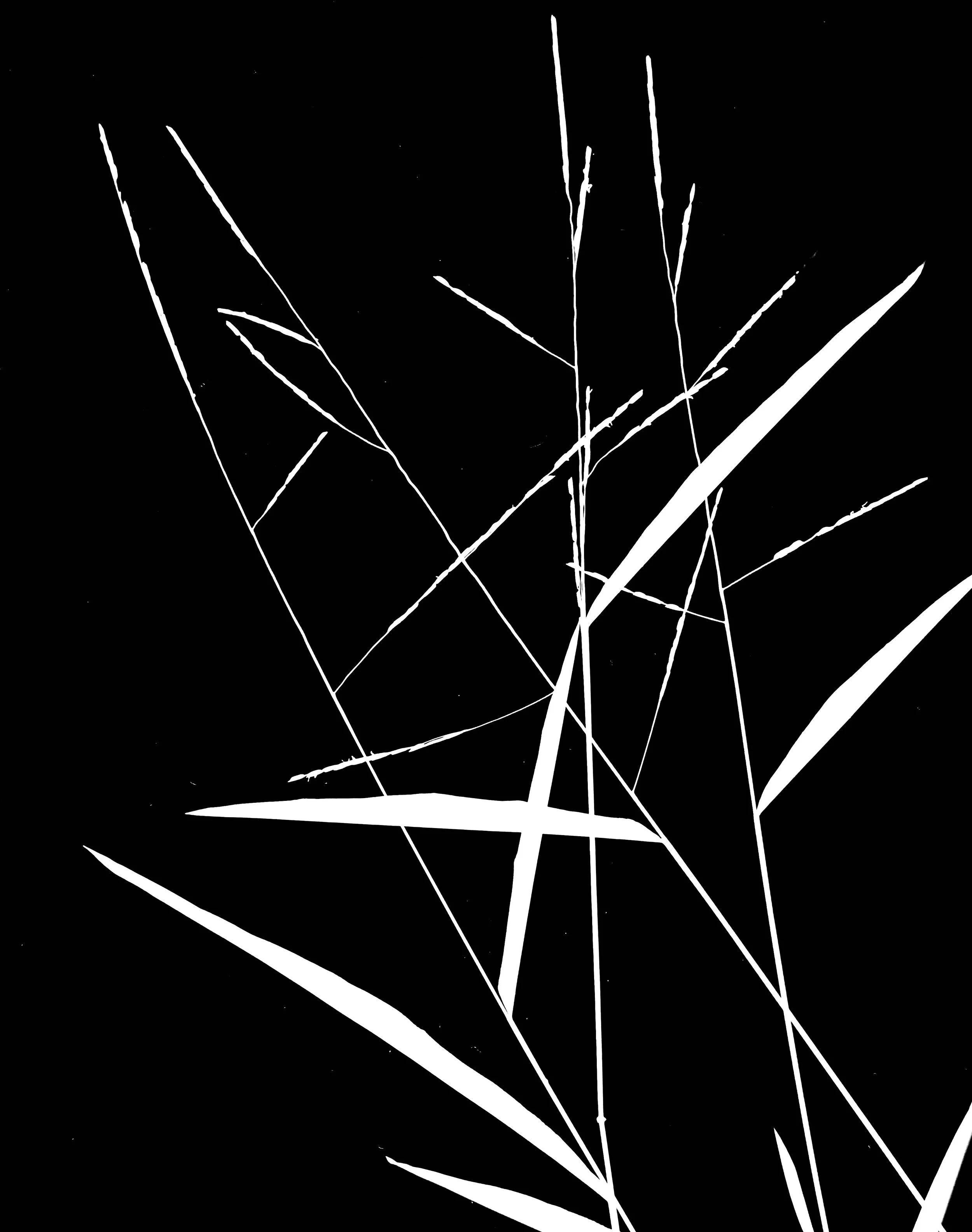 White Grass.    8x10
Leersia virginica
