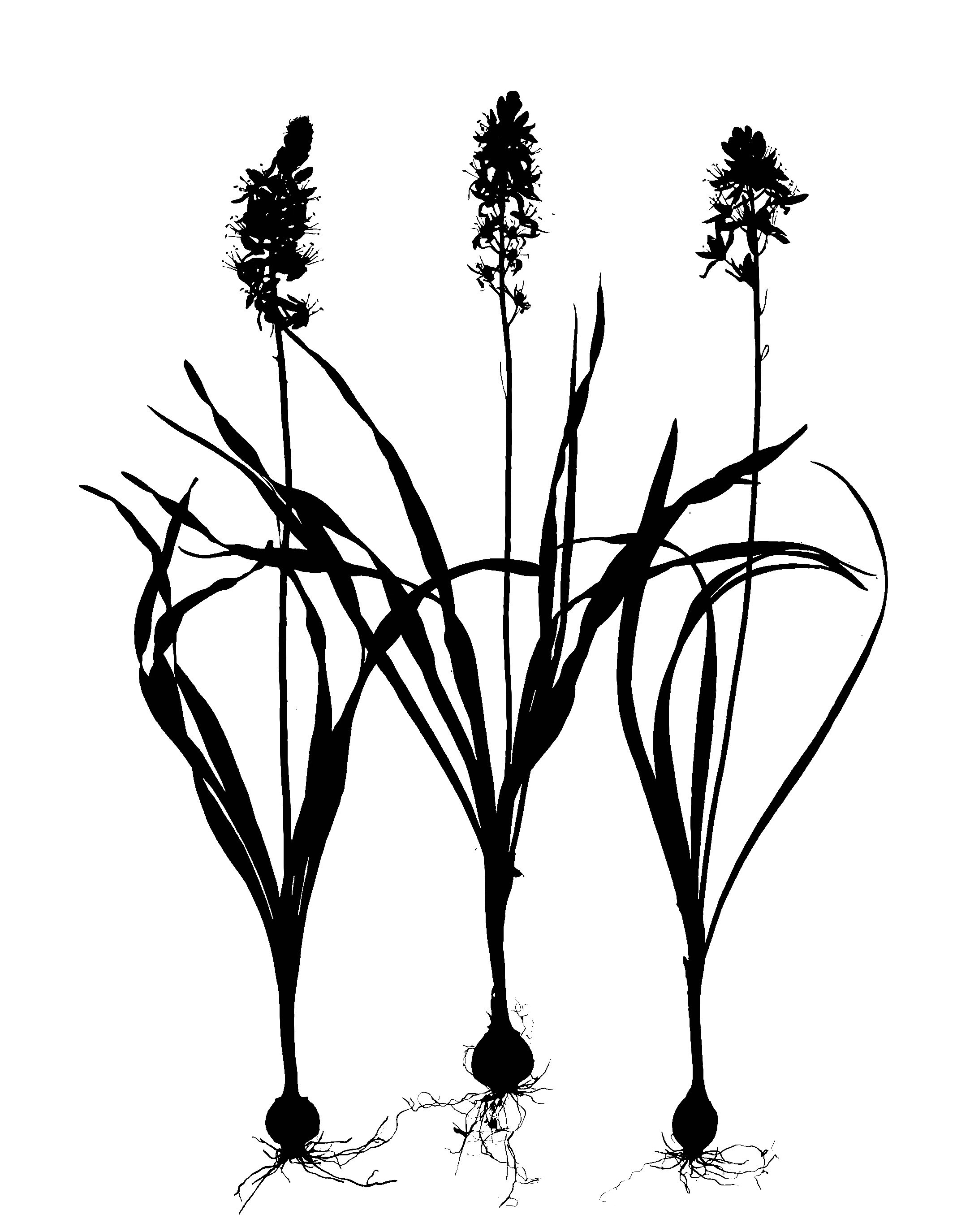 Wild Hyacinth. 16x20 1B
Camassia scilloides