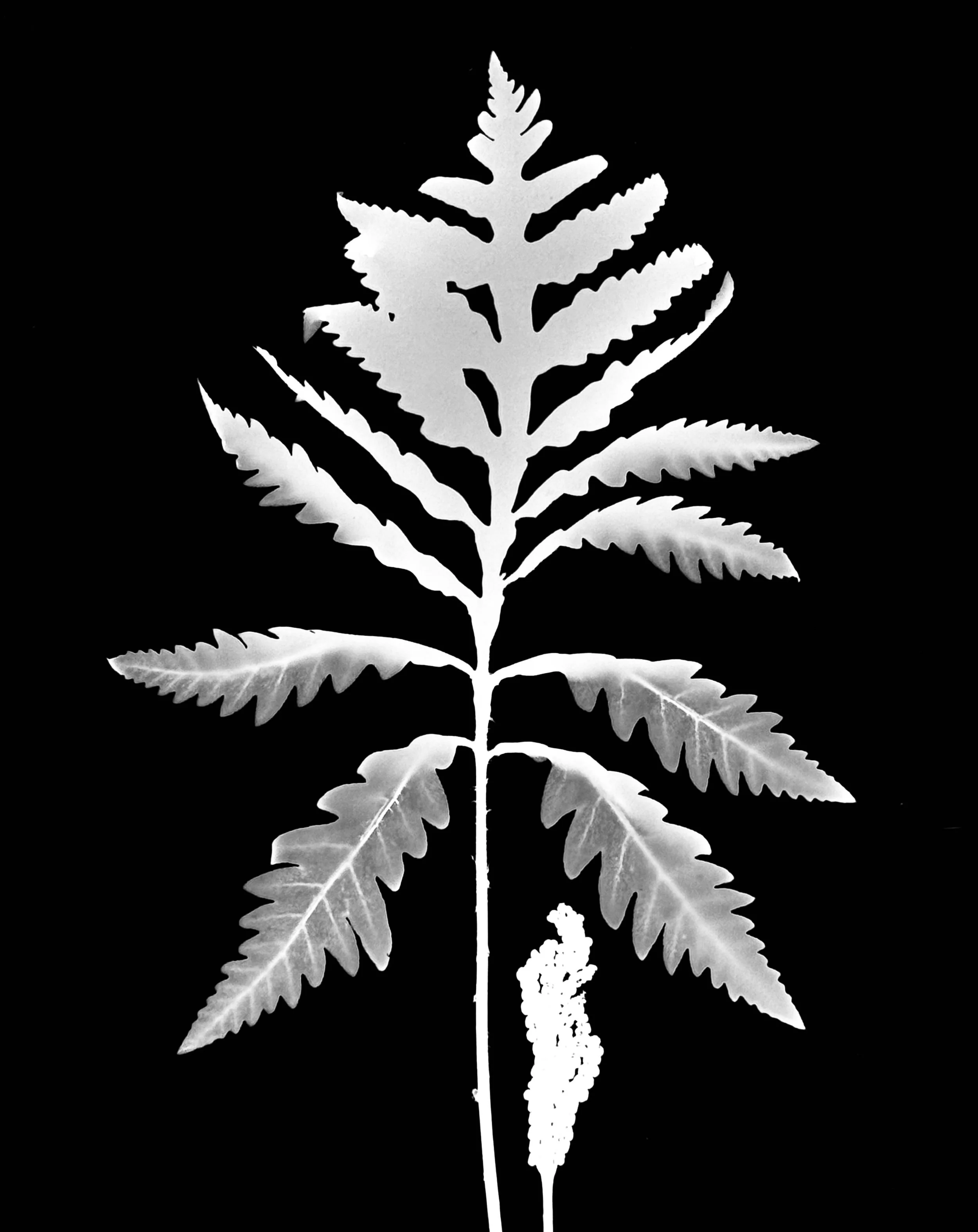 Sensitive fern. 8x10
Onoclea sensibilis