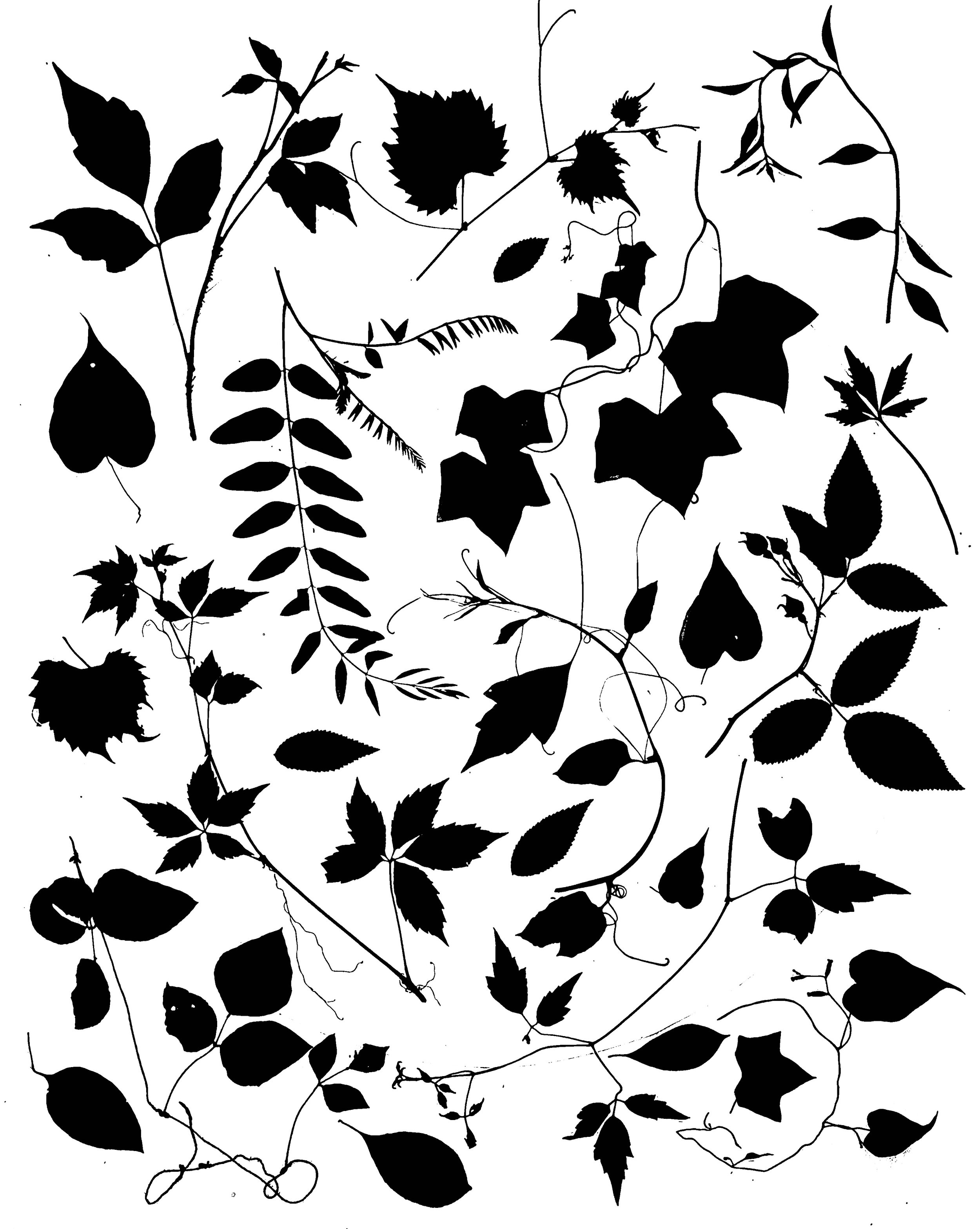 Native vines, NE Illinois
16x20.  1D