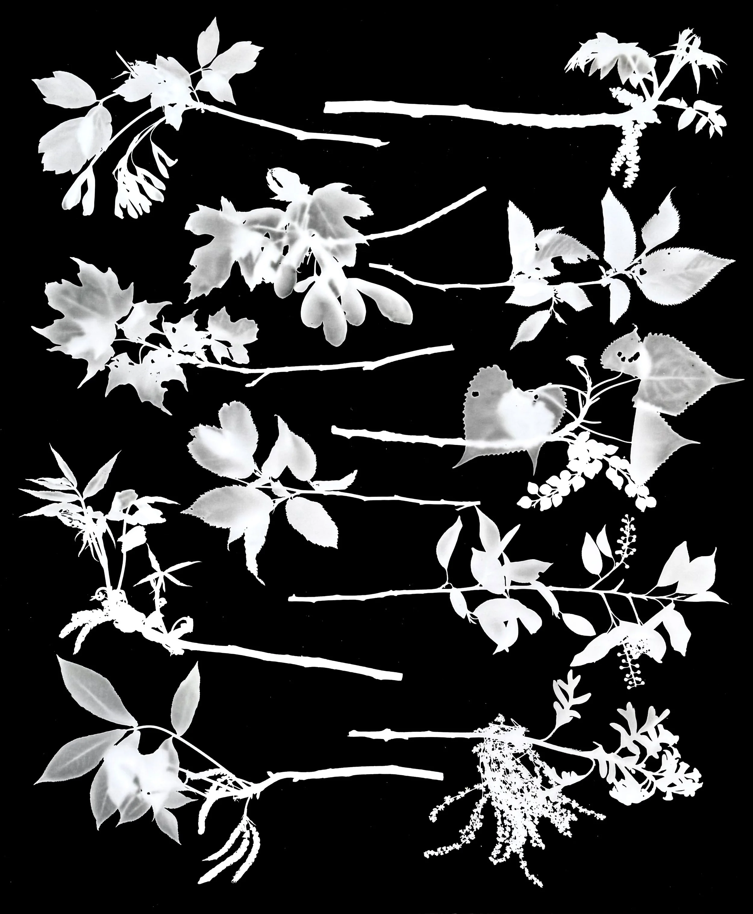 Native Tree Twigs at early Bloom, NE Illinois