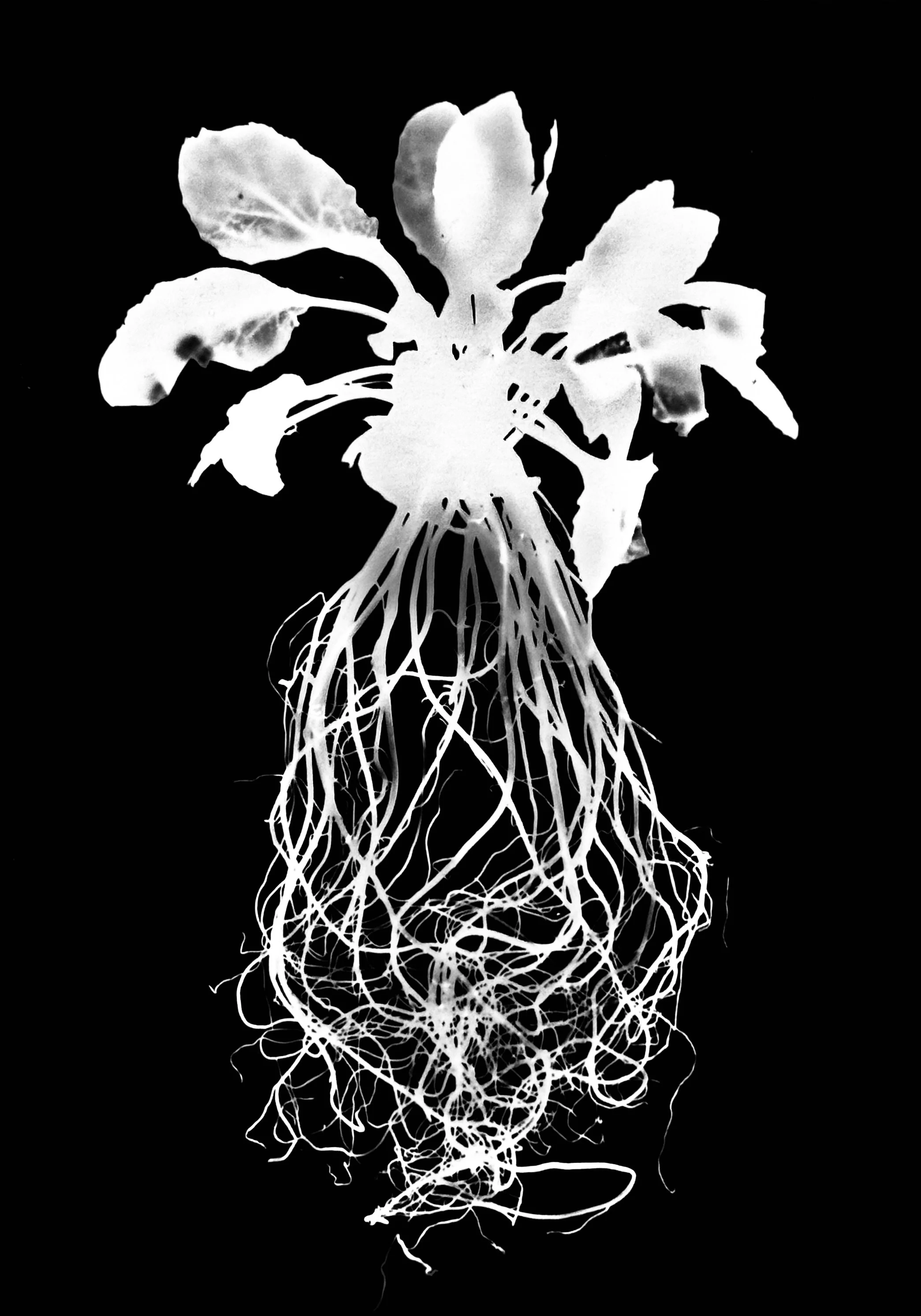 Great Blue Lobelia
Lobelia siphilitica. 8x10