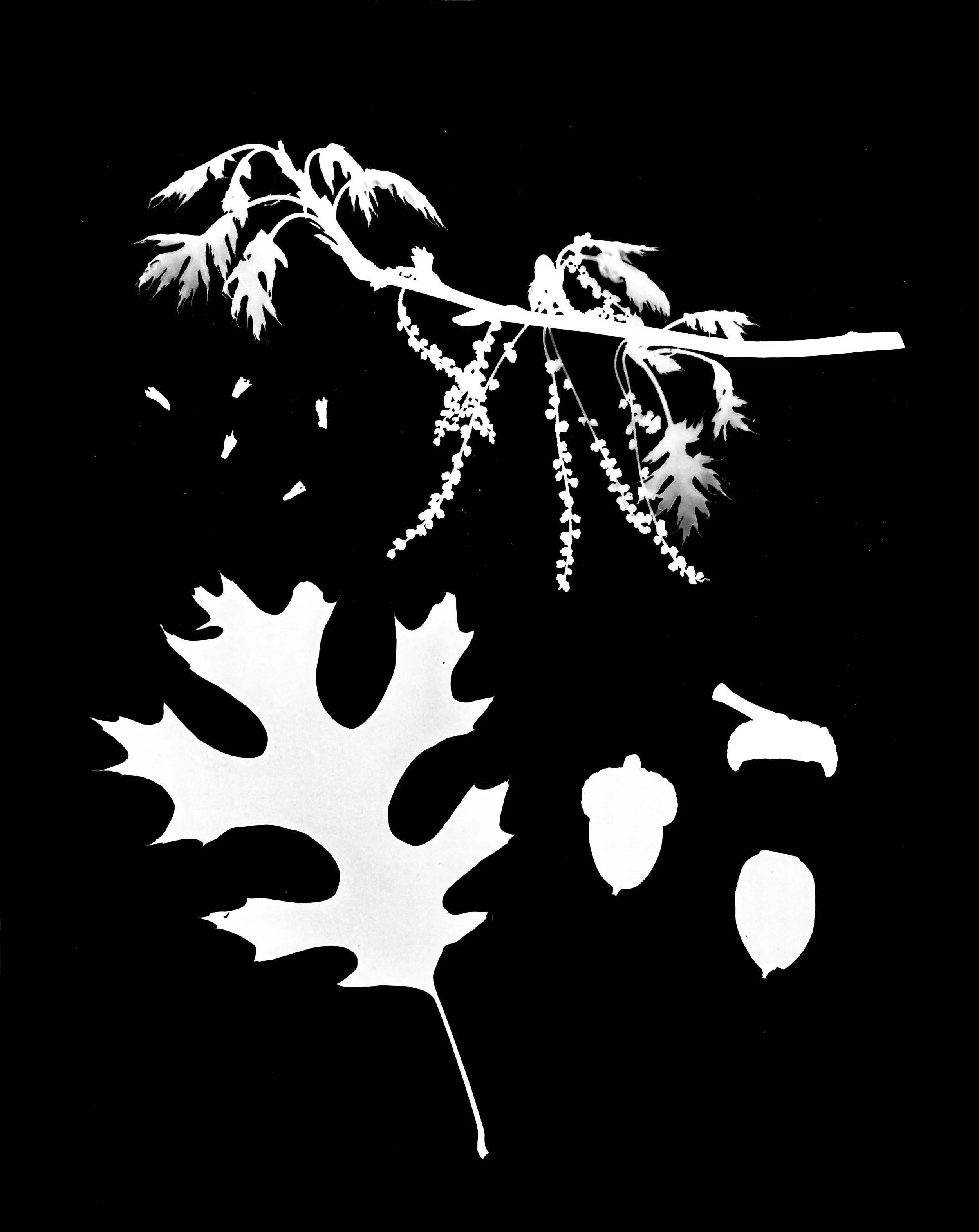 Red Oak life cycle
Quercus rubra
8x10