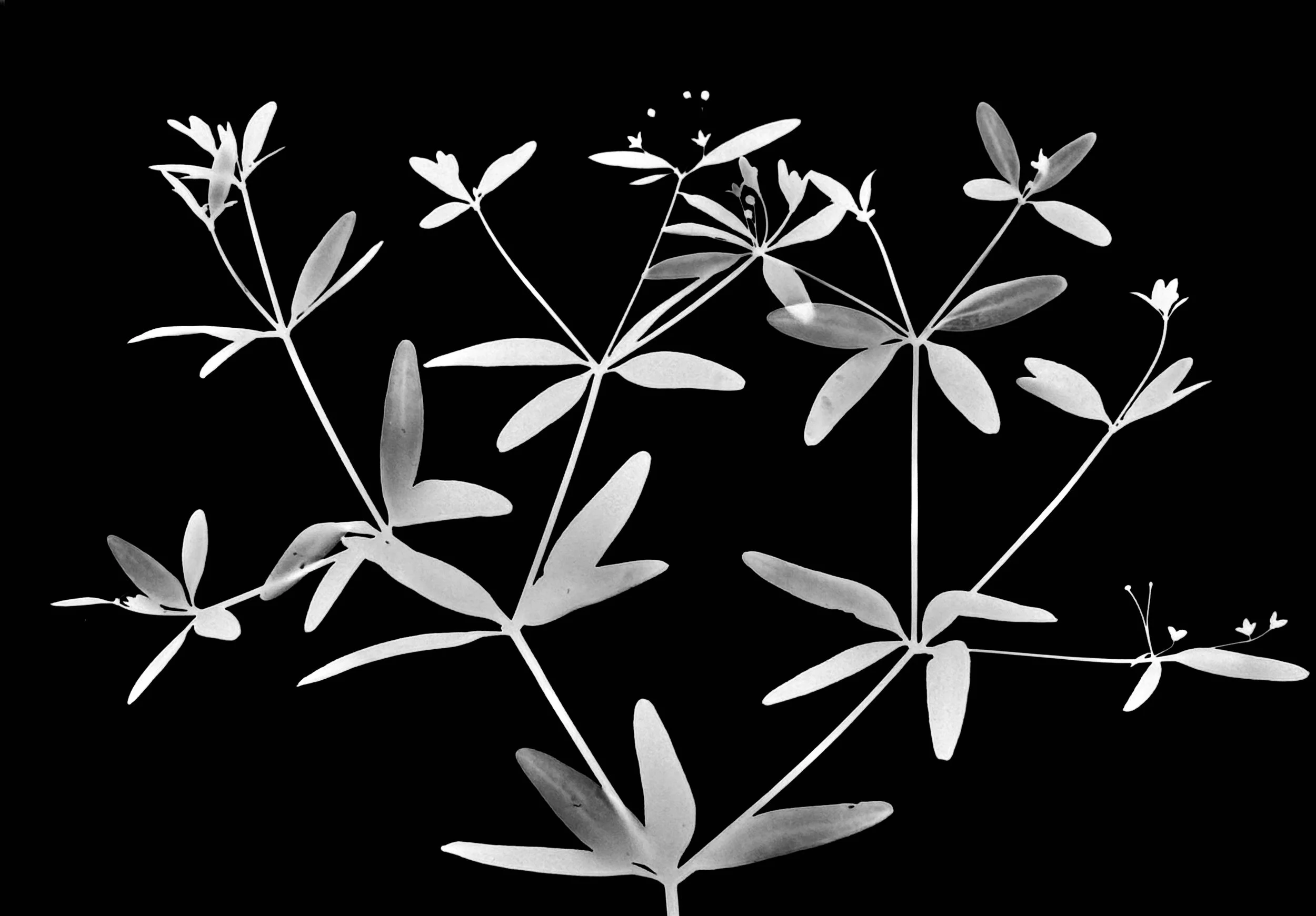 Sweet-Scented Bedstraw
Gallium triflorum    5x7