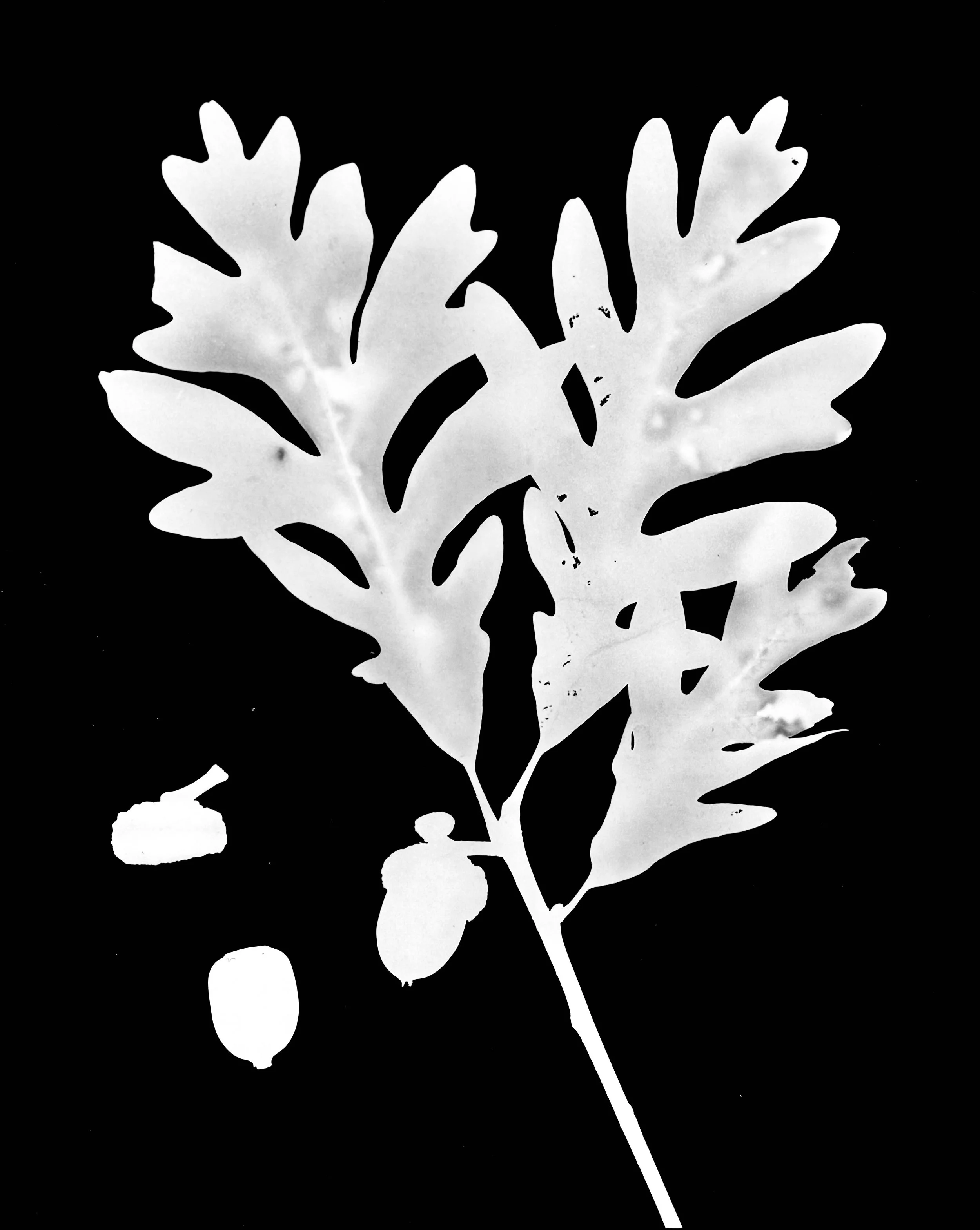 White Oak acorns
Quercus alba.  8x10