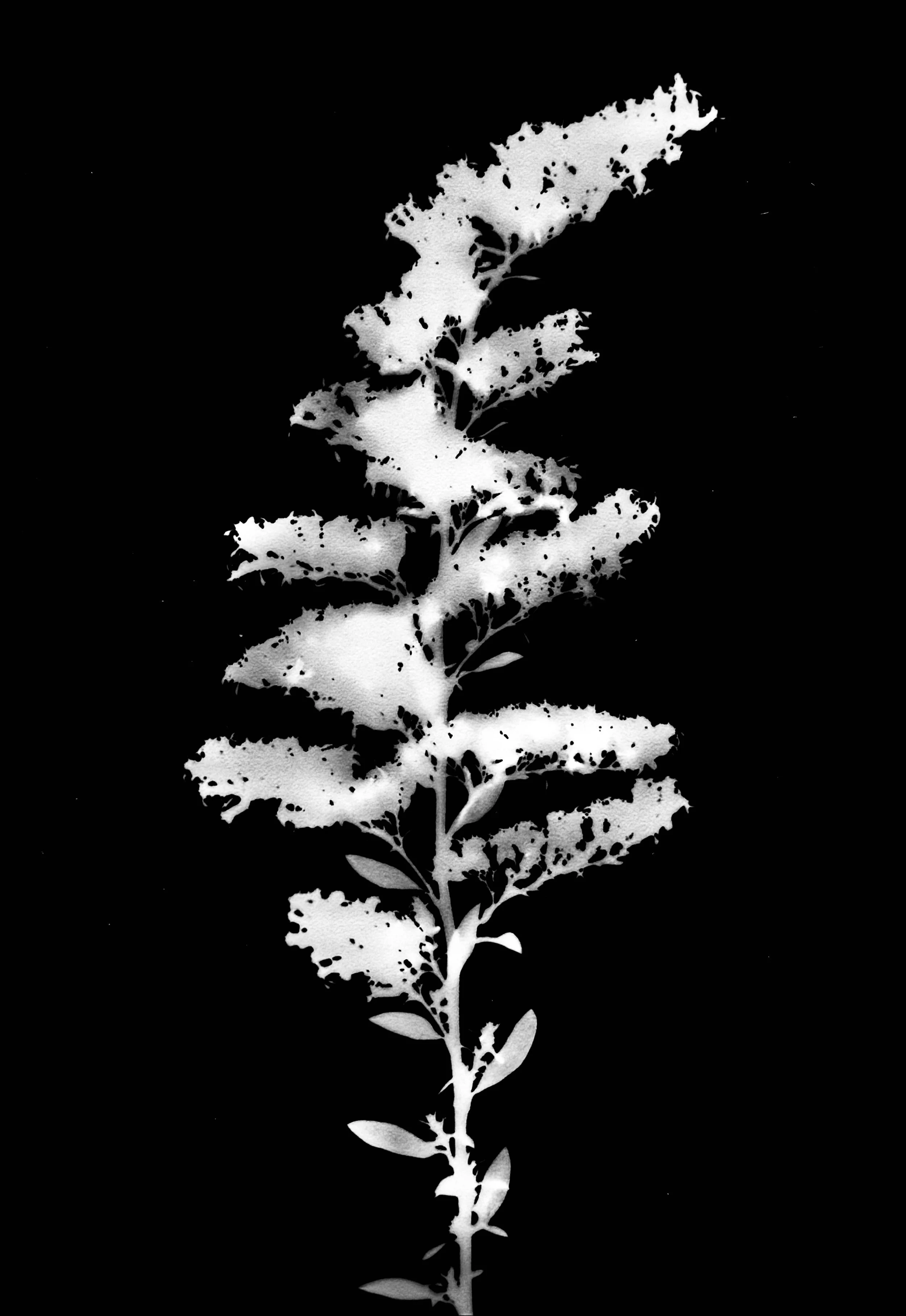 Tall goldenrod. 5x7
Solidago altissima