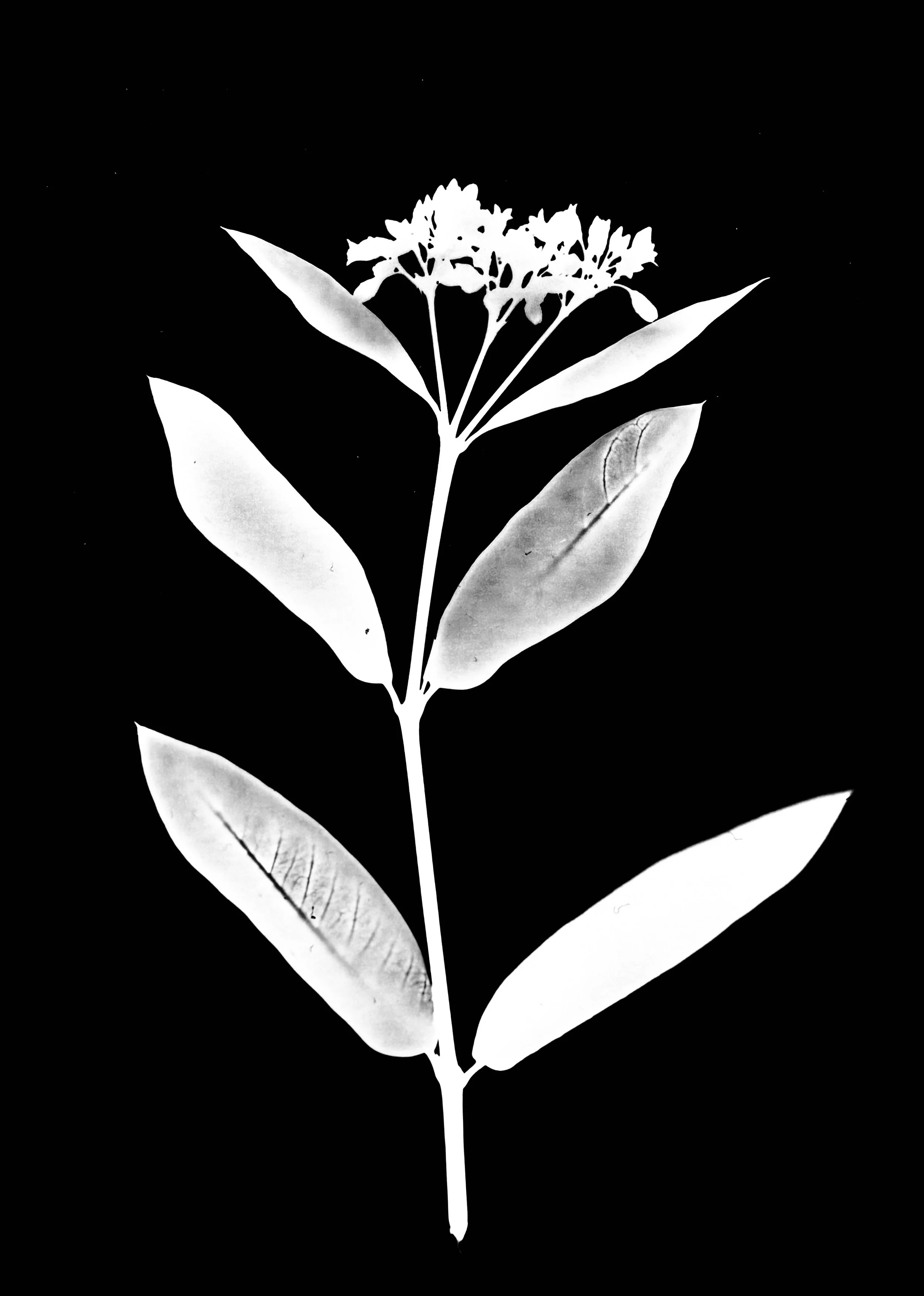 Smooth Indian hemp
Apocynum sibiricum. 5x7