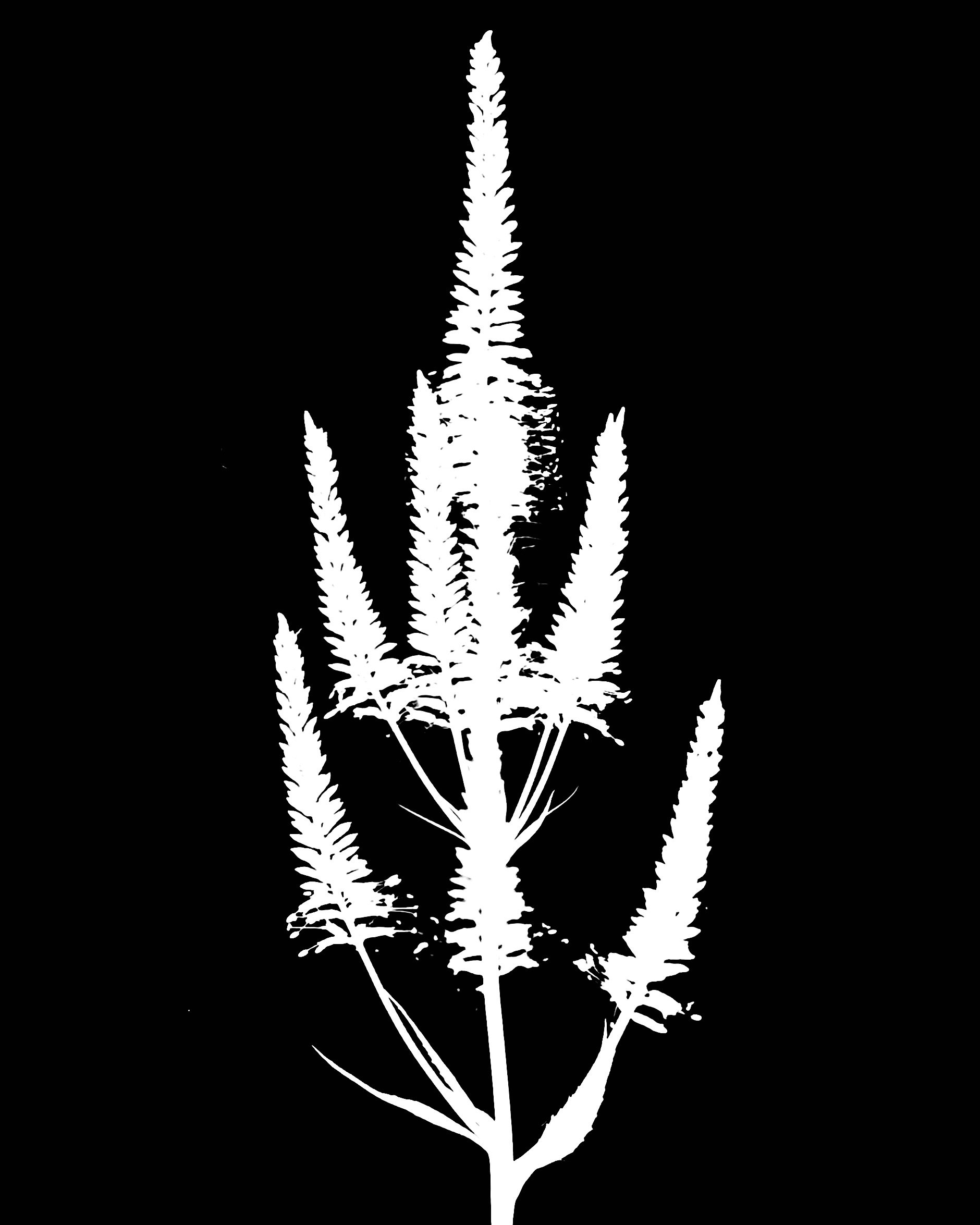 Culver's root. 5x7
Veronicastrum virginicum