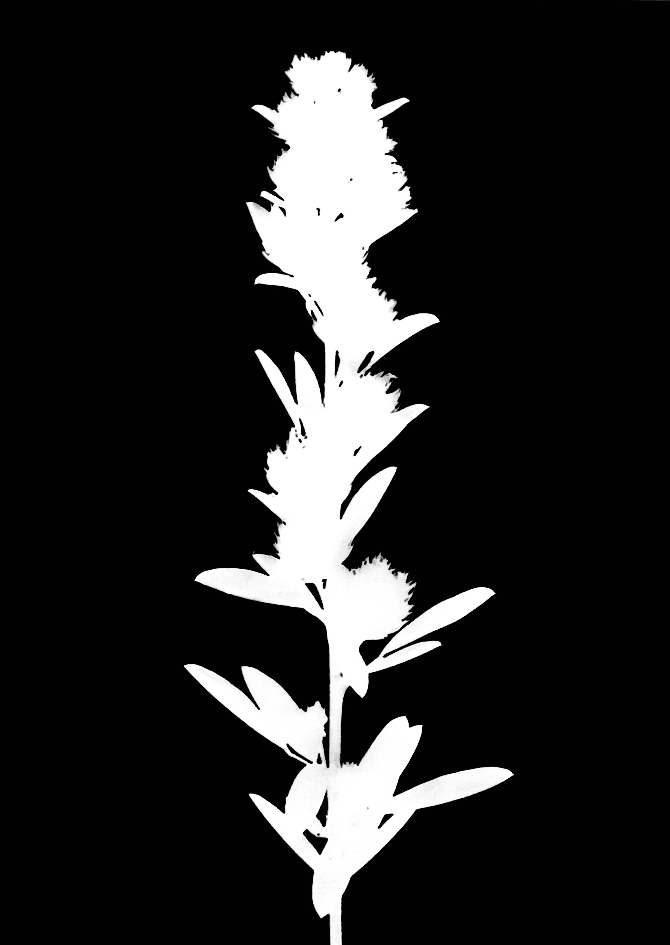 Round-Headed bush clover
Lespedeza capitata   5x7