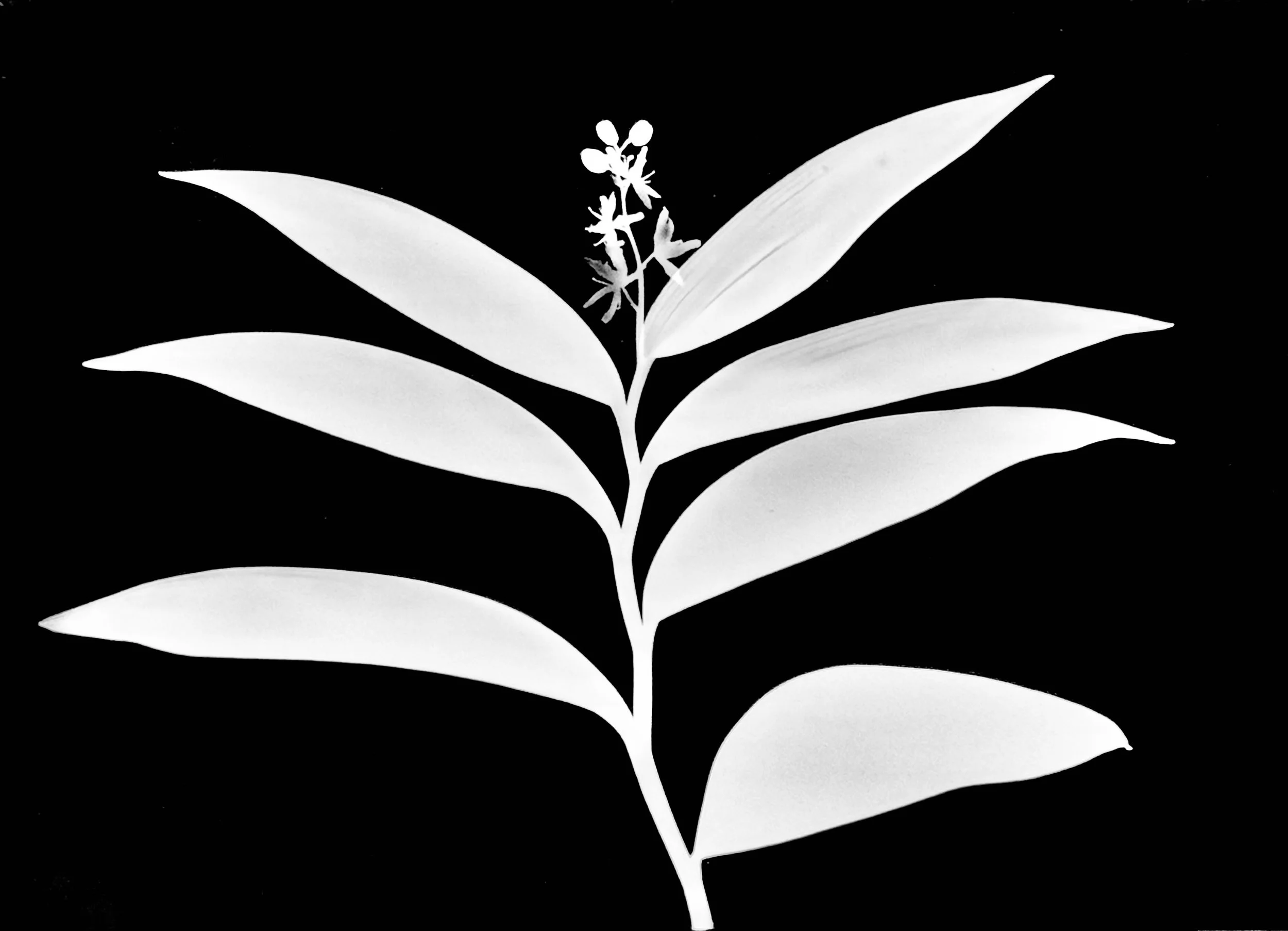 Starry False Solomon's Seal   
Smilacina stellata
5x7