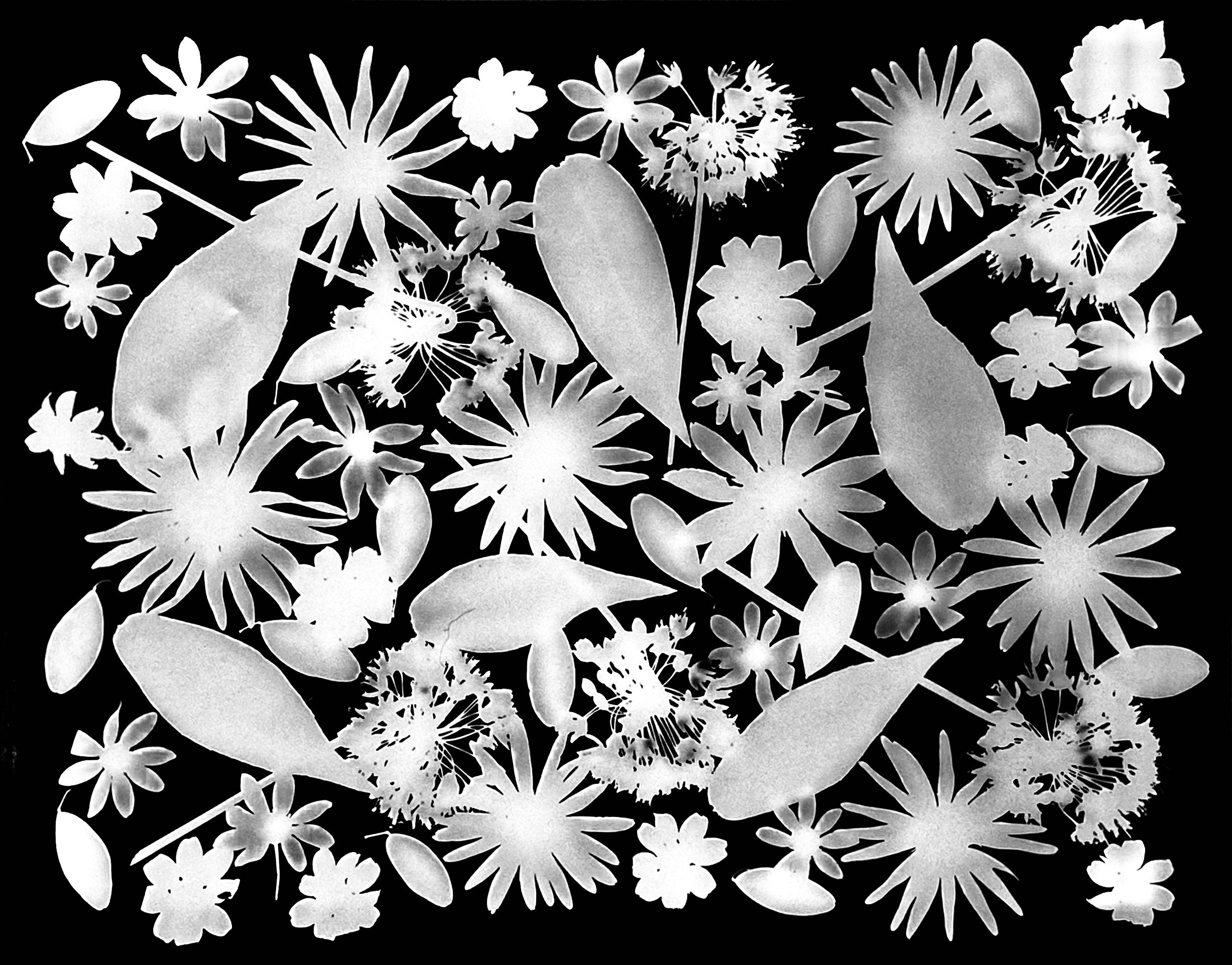 Early fall blooms  :  Saw-Tooth Sunflowers,
Tall Coreopsis,. Nodding Wild Onion, 
Brown-eyed Susan
16x20.  1A
