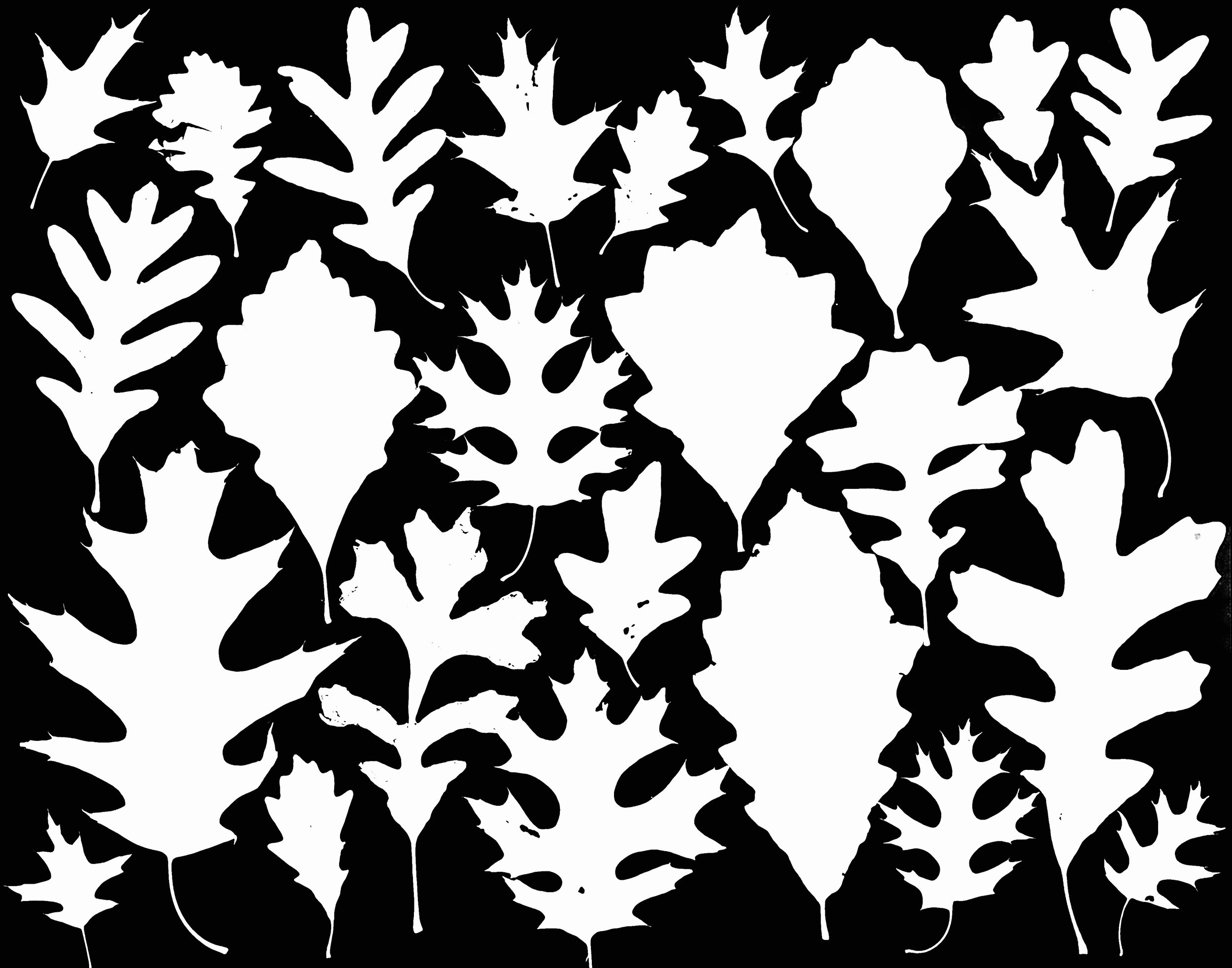 Oak leaves, NE Illinois
White, Swamp White, Bur, Red, Scarlet (?)
Quercus (Q) alba, Q bicolor, Q macrocarpa,
Q rubra, Q coccinea
20x24