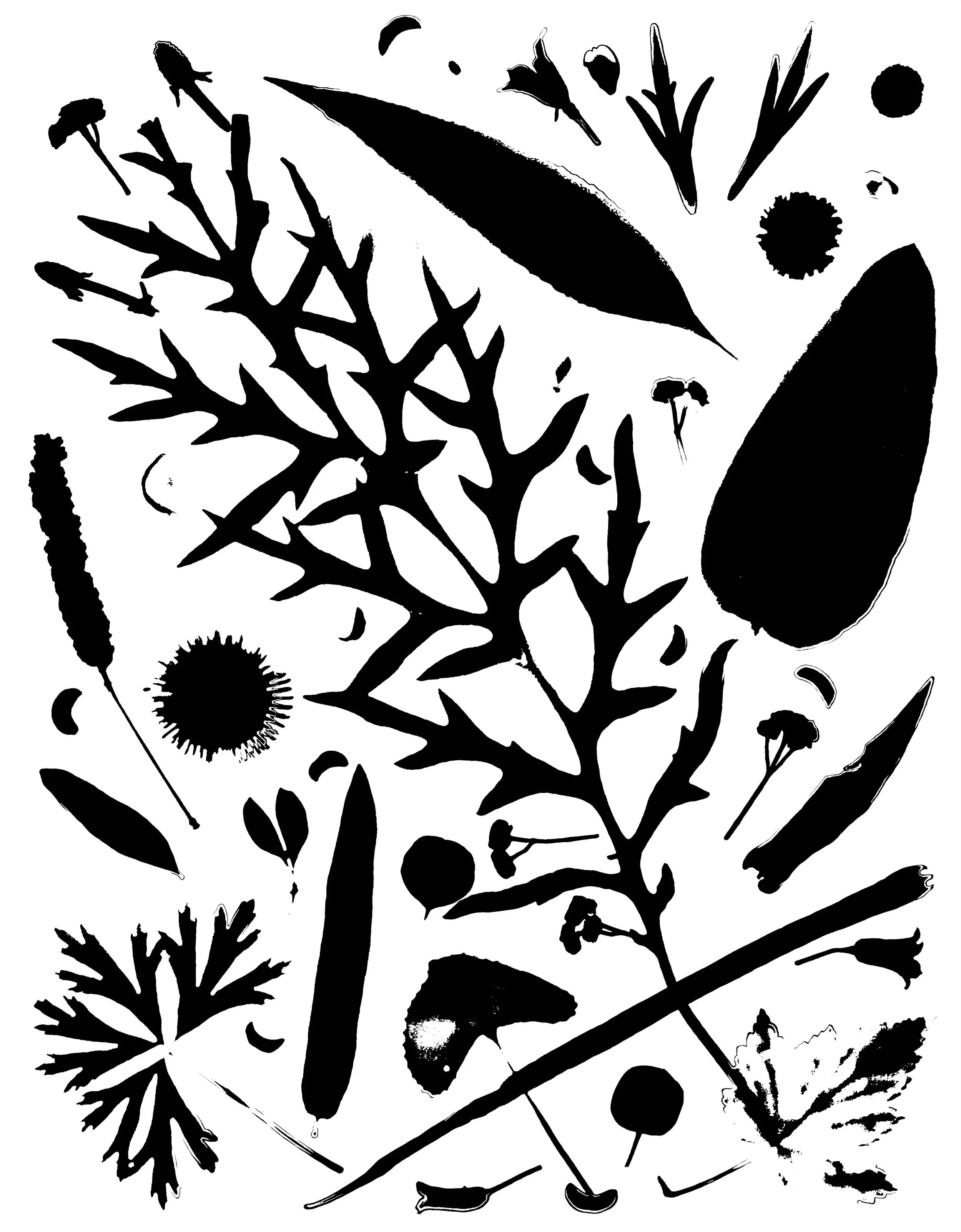 Native Leaves, flowers and seeds, NE Illinois
16x20.  1B