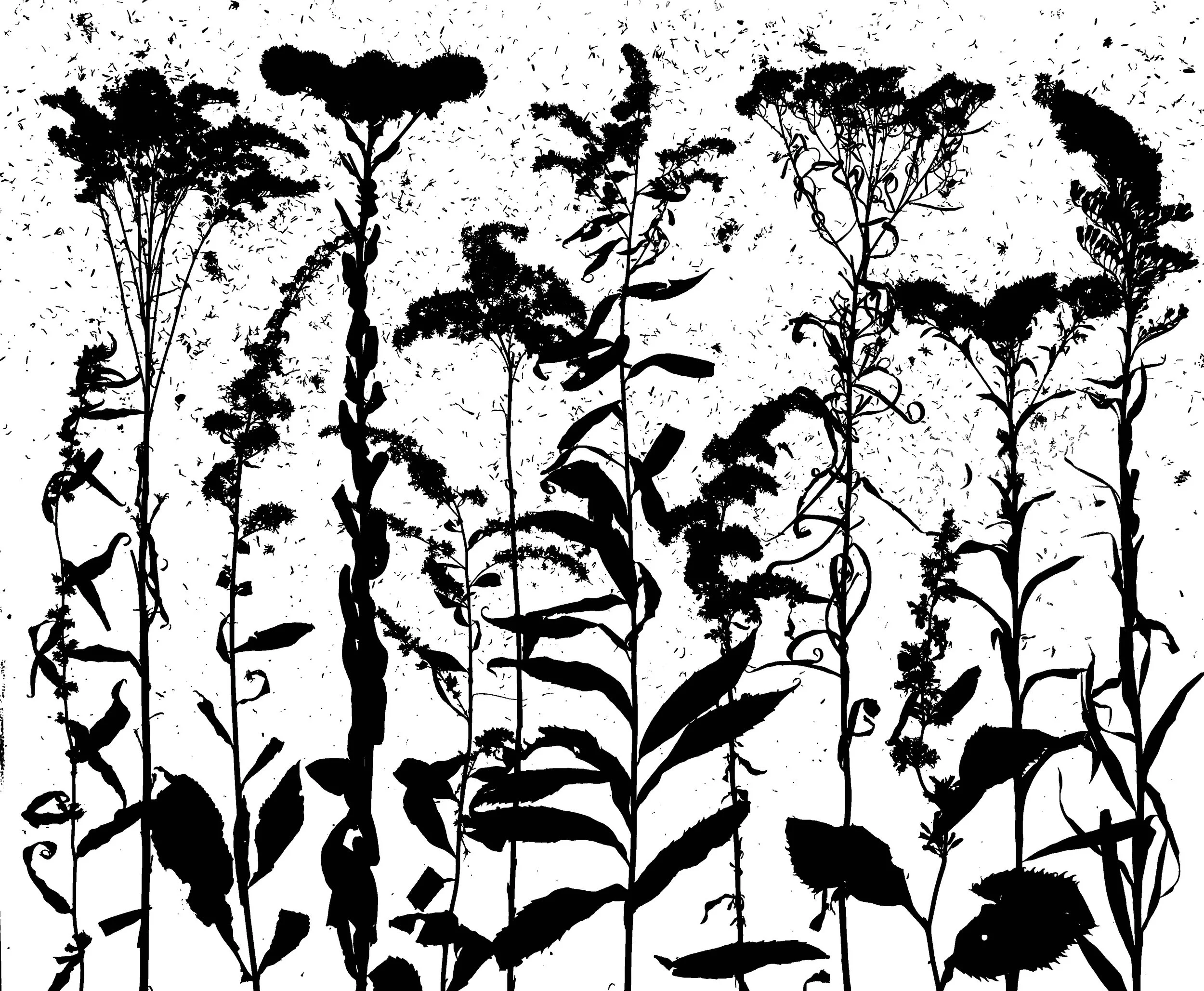 Goldenrods in seed; Blue-stemmed, Showy, Tall, Stiff, Elm-leaved, Early, Canada, Old-Field, Hairy Grass-Leaved, Zig-Zag, Riddell's, Seaside (non native)          11x14    1B
Solidago (S) caesia, S. speciosa, S.altissima, Olinoneuron rigidum, S. ulmif