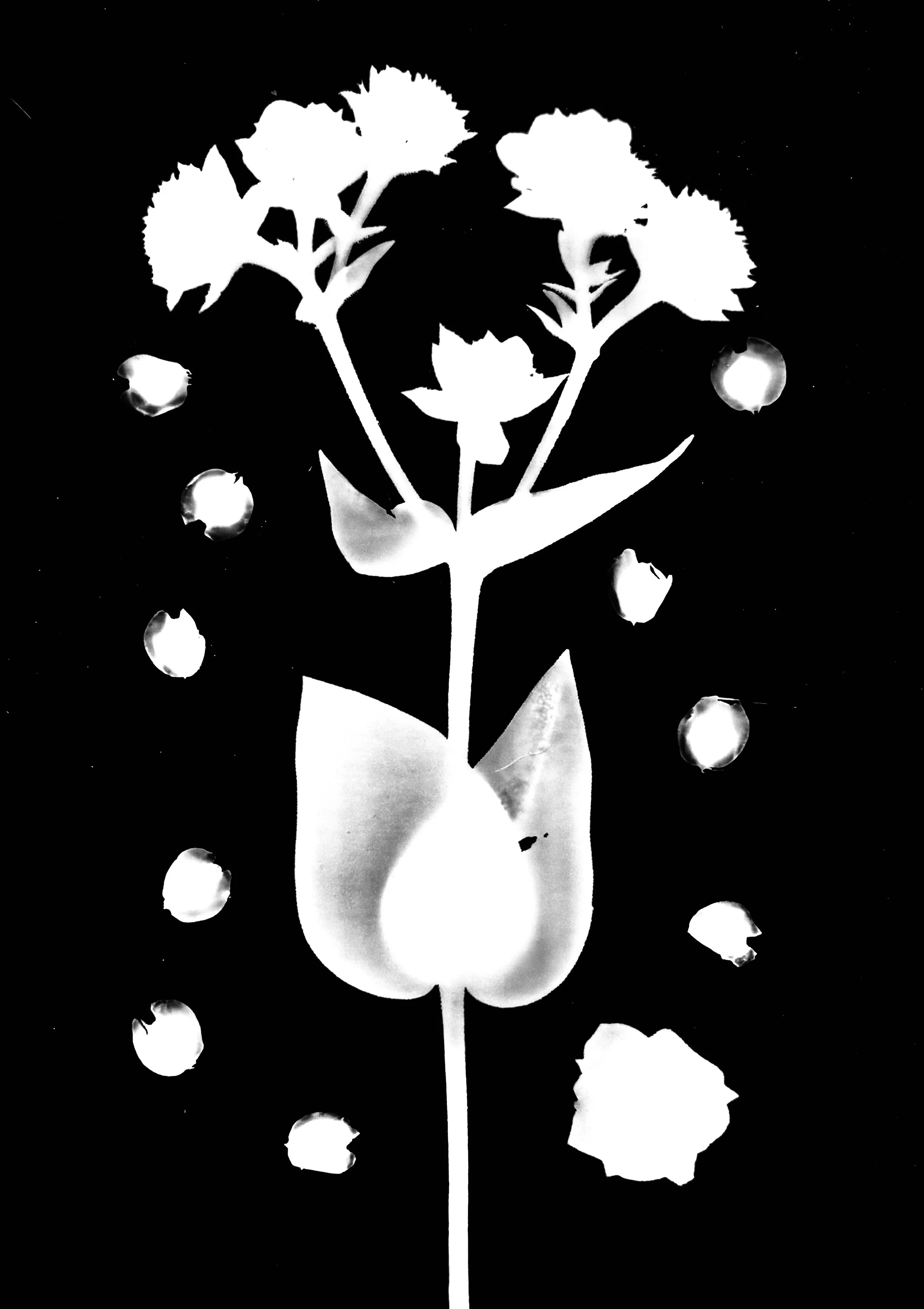 Rosinweed seeds. 5x7
Silphiun integrifolium