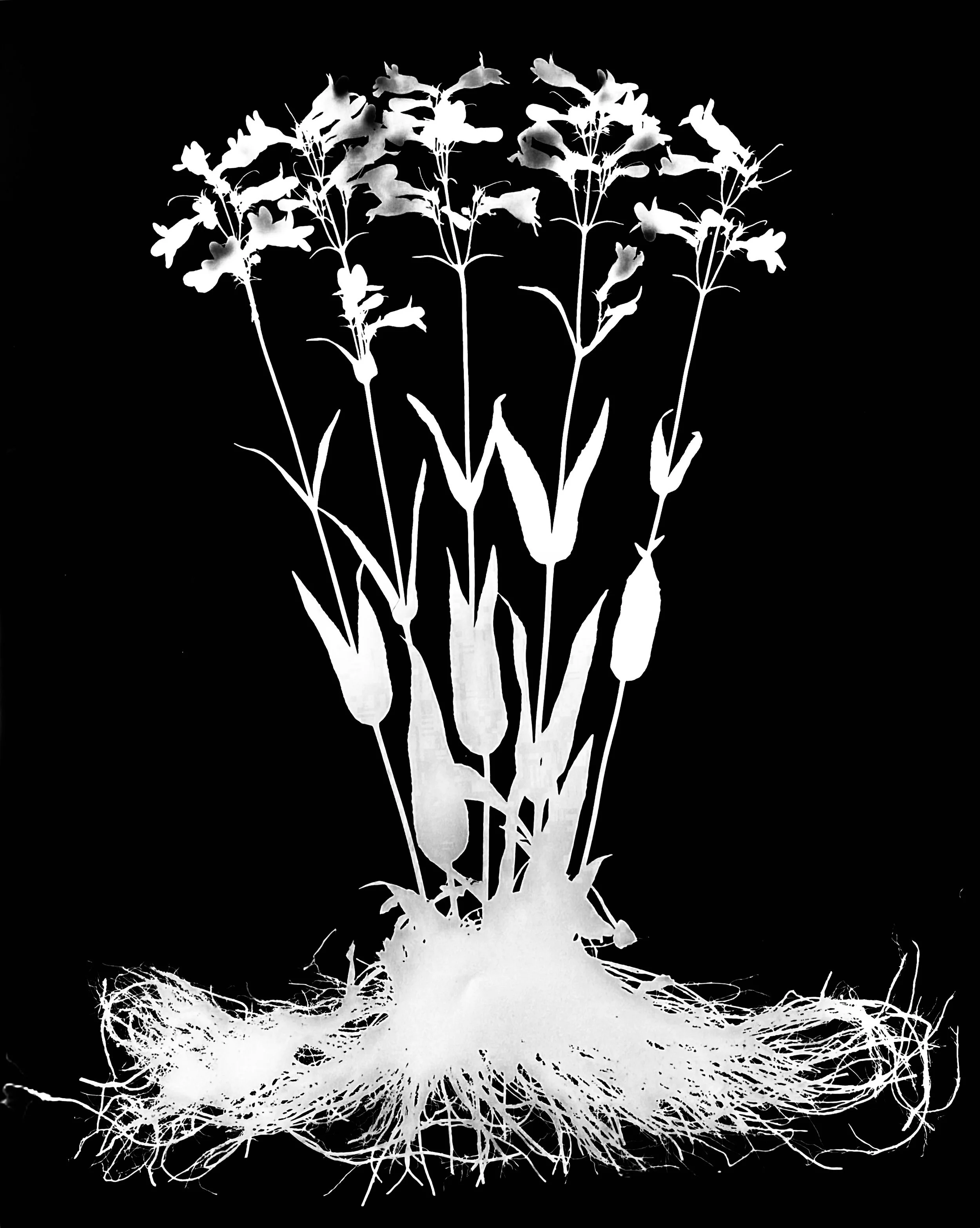 Foxglove Beard Tongue
Penstemon digitalis. 16x20