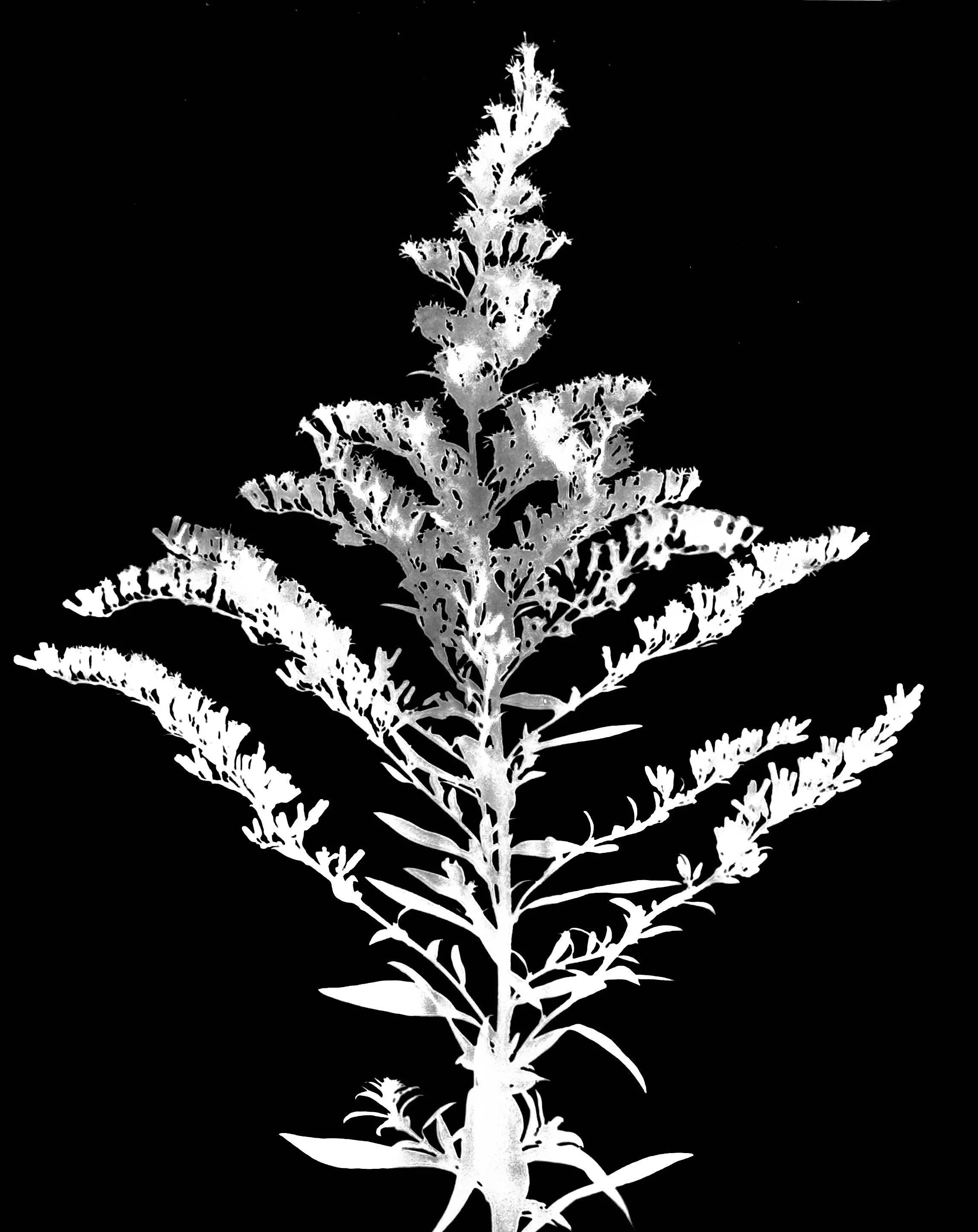 Tall goldenrod. 5x7
Solidago altissima