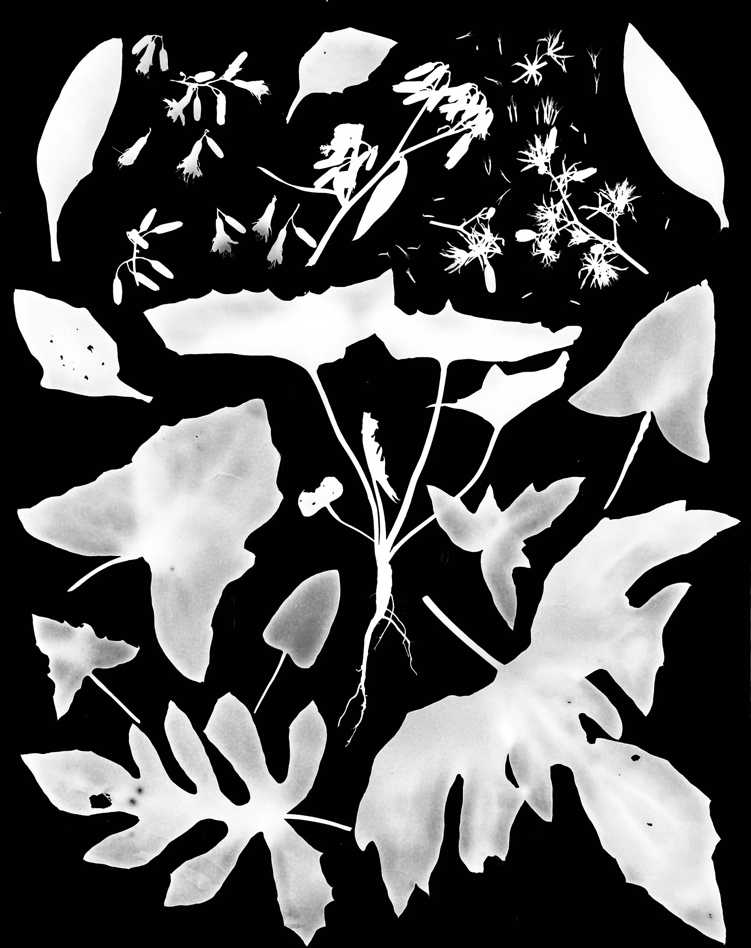 White Lettuce leaves and seeds
Prenanthes alba.  16x20