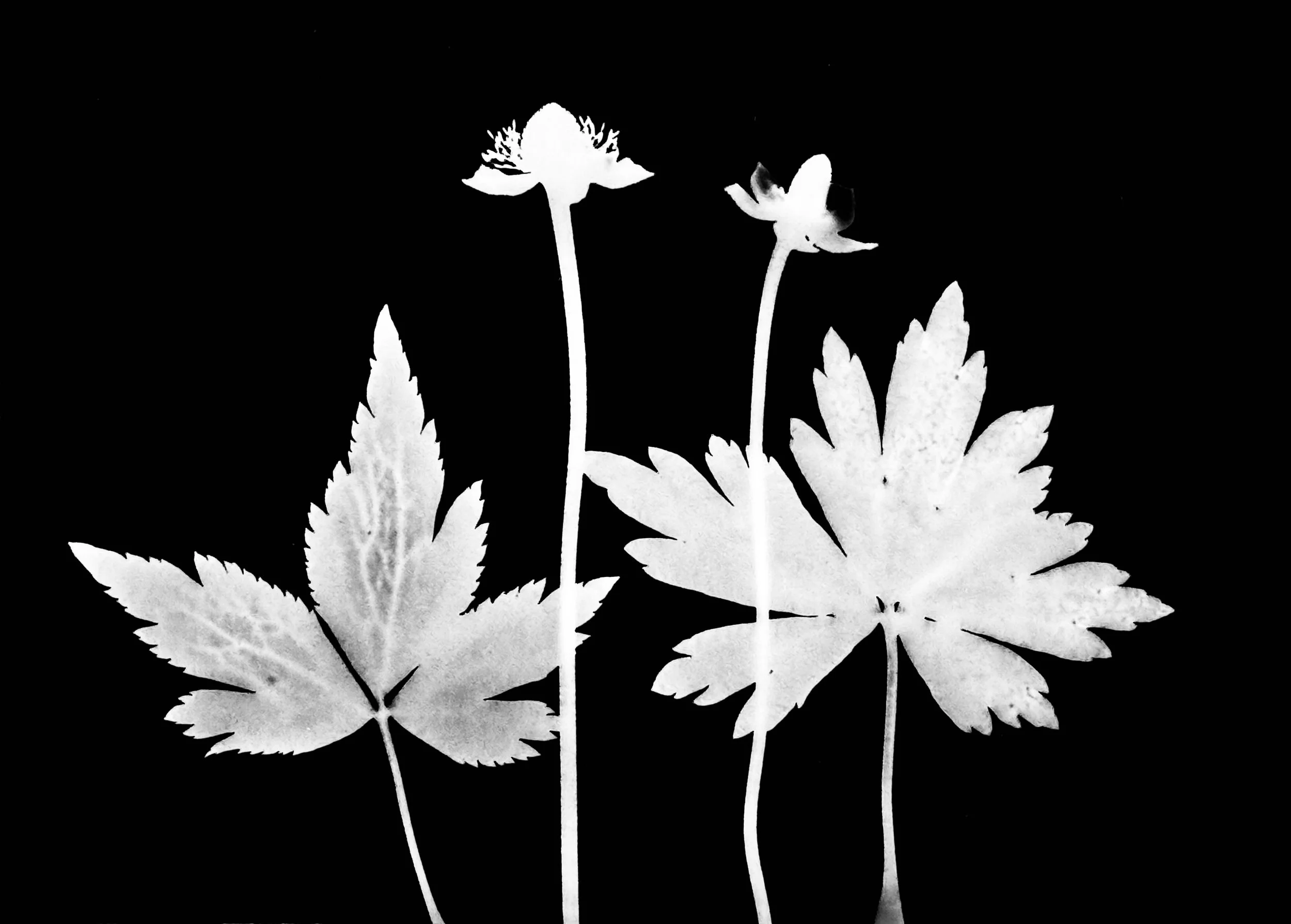 Anemones: Tall, Thimbleweed
Anemones: Viginiana, Cylindrica