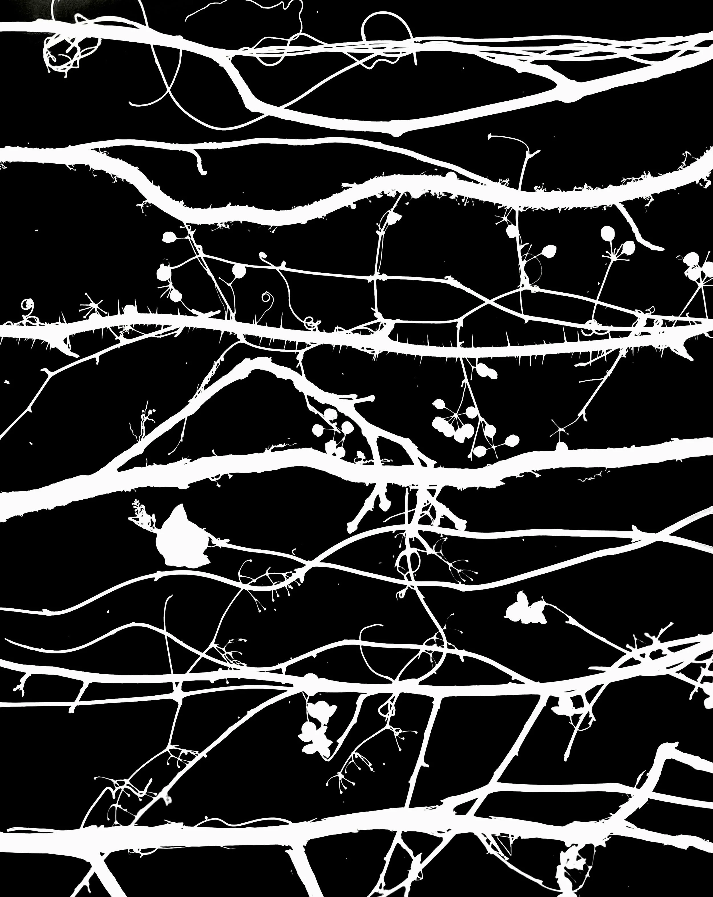 Dormant Native Vines, NE Illinois
Top-Bottom : Virgin's Bower, Poison Ivy, 
Bristly Cat Brier, Virginia Creeper, Moon Seed,
Climbing Bittersweet, Riverbank Grape
Top- Bottom : Clematis virginiana, 
Toxicodendron radicans, Smilax hispida, 
Parthenocis