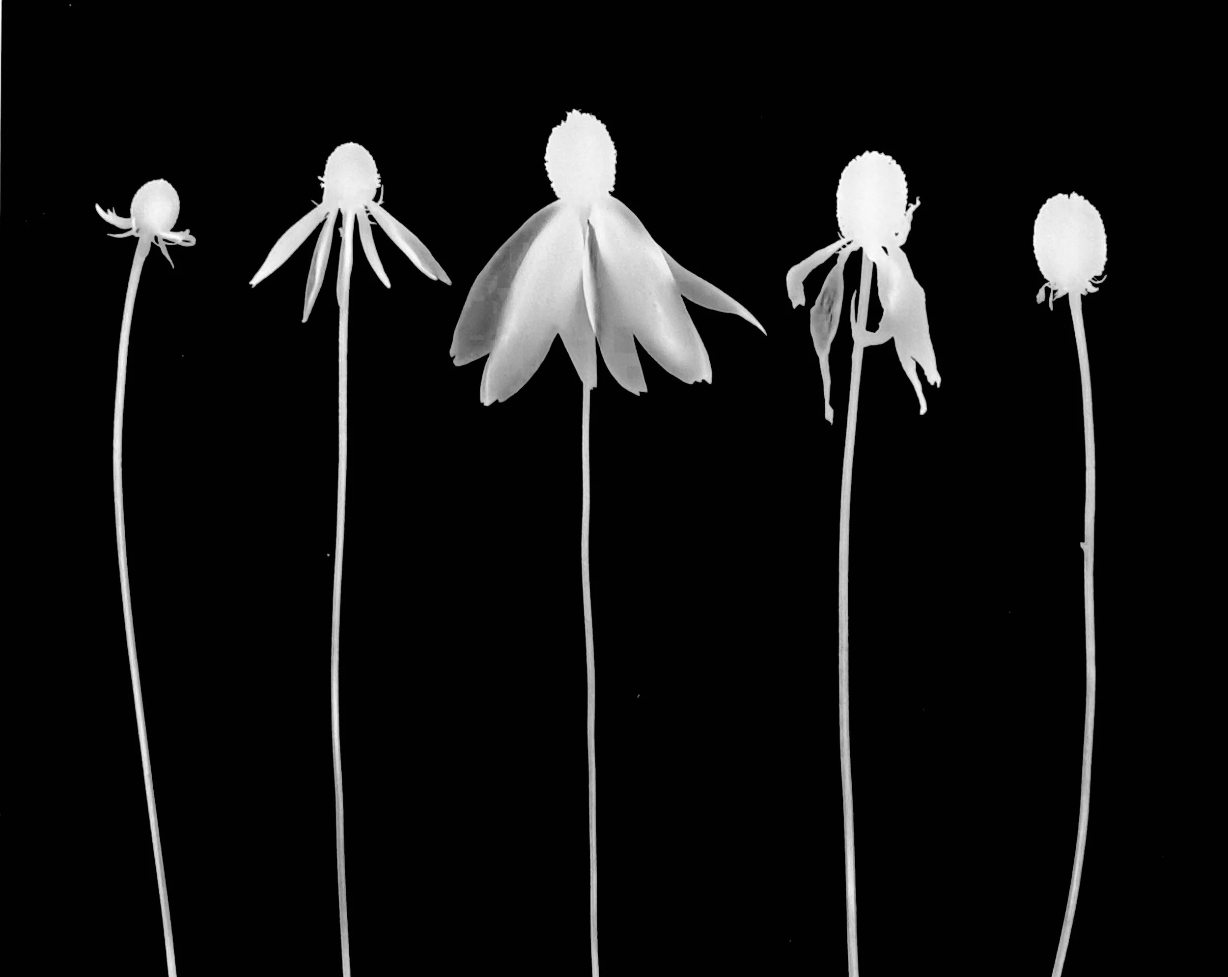 Yellow coneflower bloom cycle.
Ratibida pinnata.        11x14