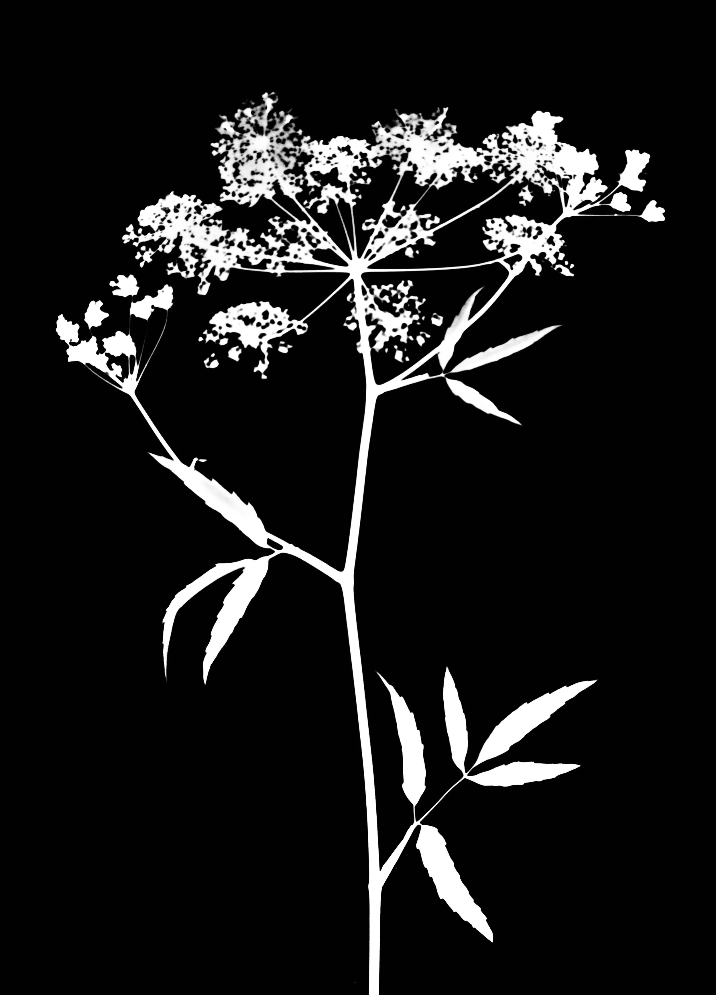 Water hemlock. 5x7
Cicuta maculata