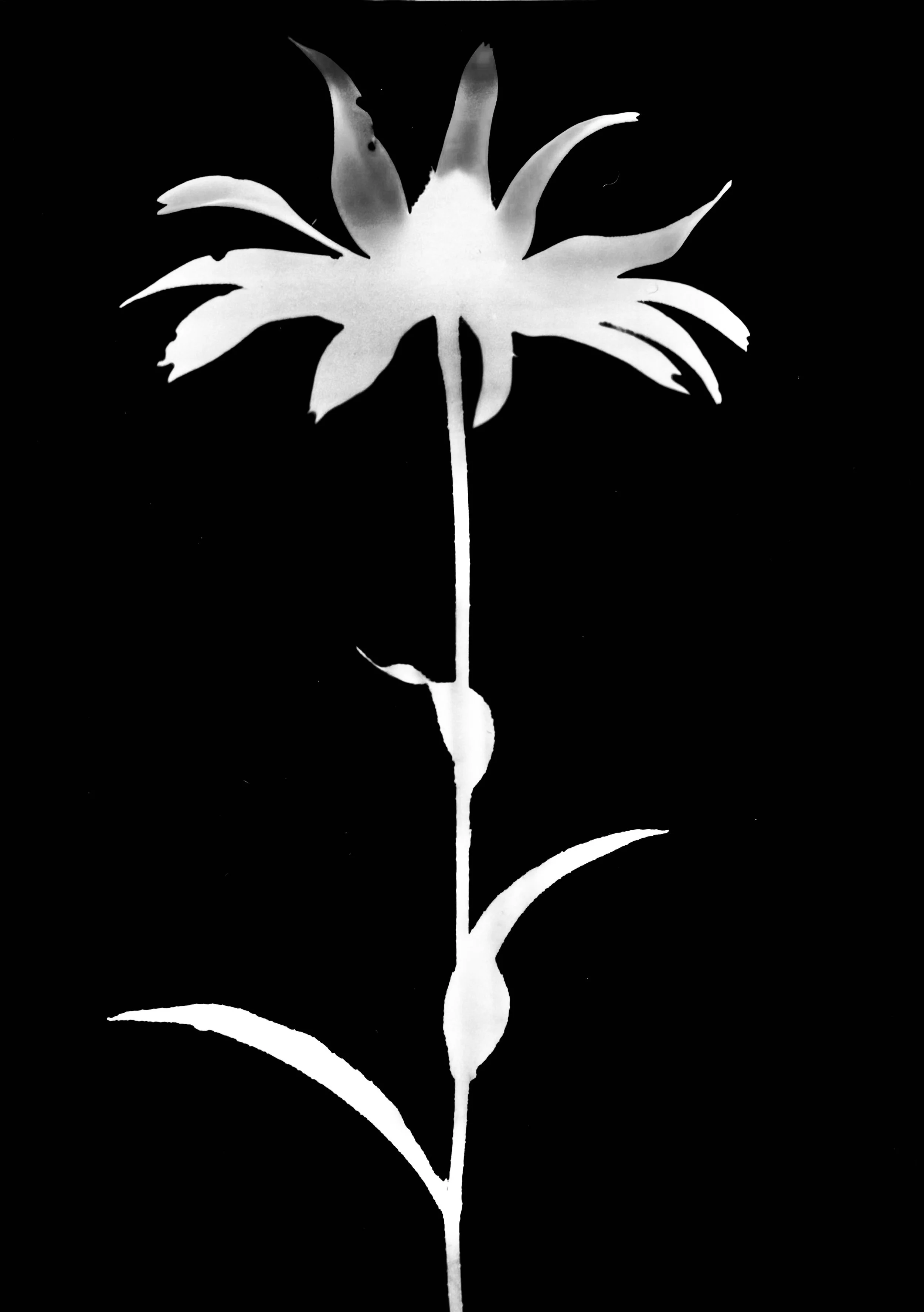 Black-eyed Susan
Rudbekia hirta. 5x7