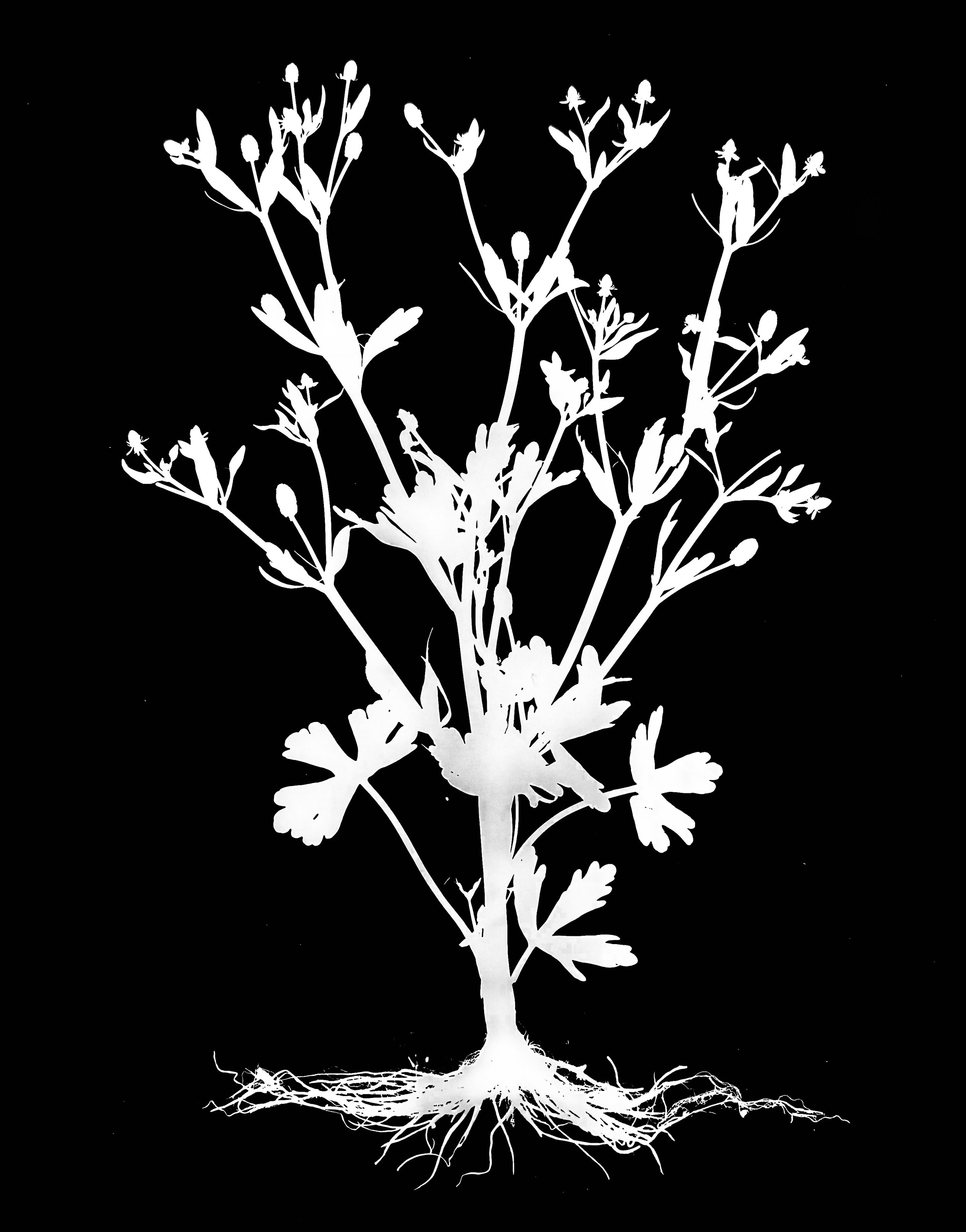 Cursed buttercup. 16x20
Ranunculus sceleratus