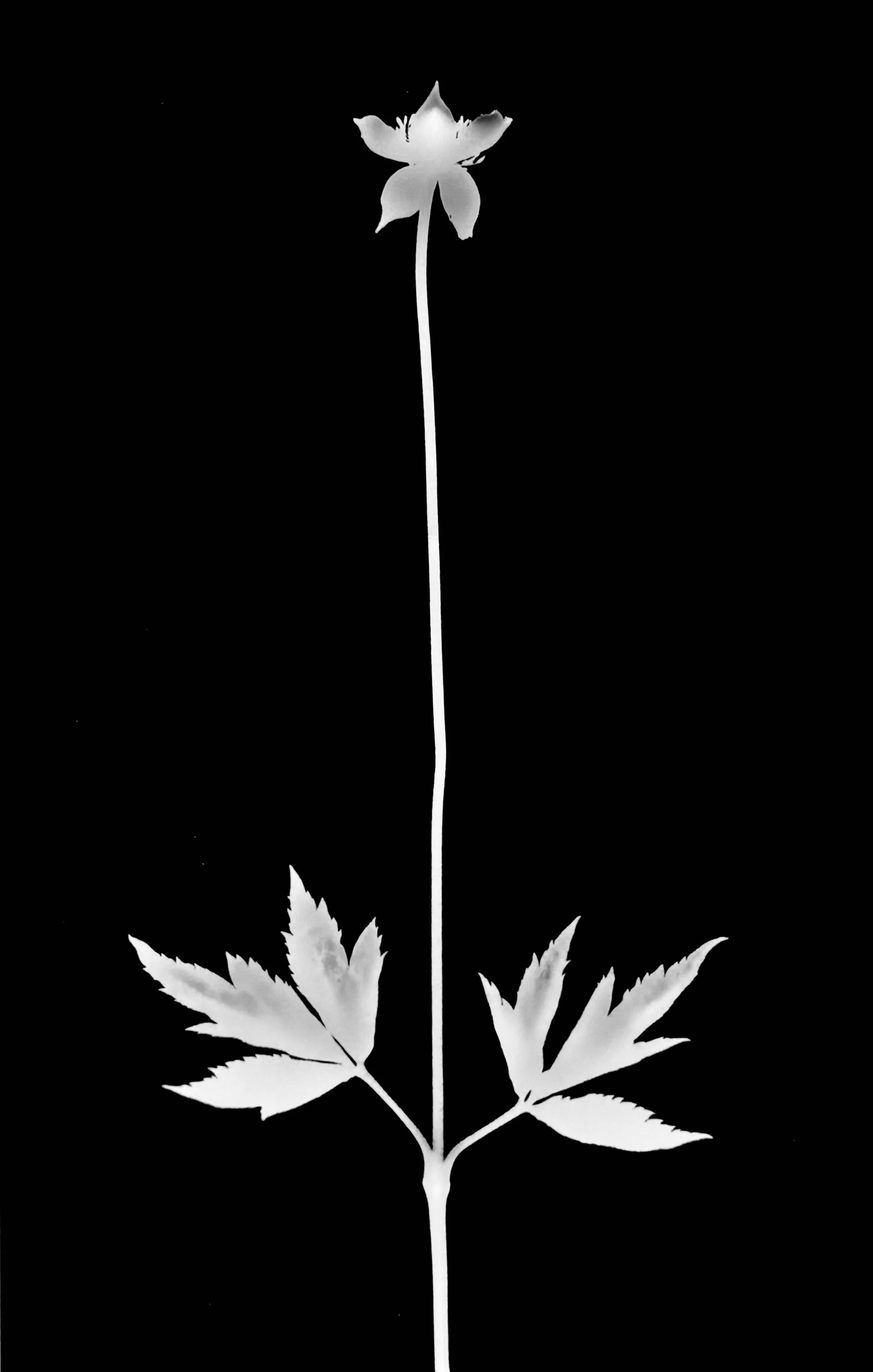 Tall anemone. 5x7
Anemone virginia