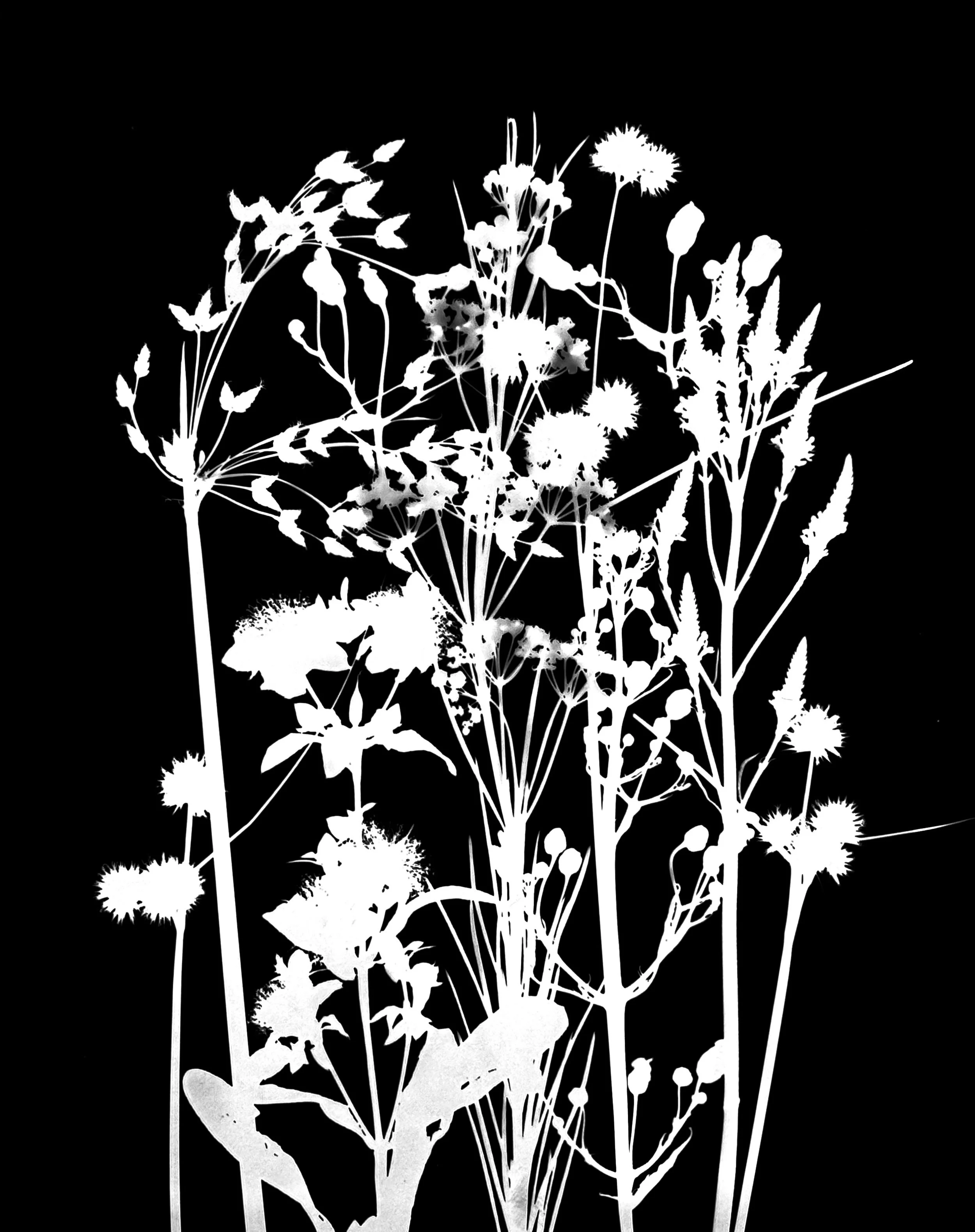 Mid summer natives
8x10.   11A