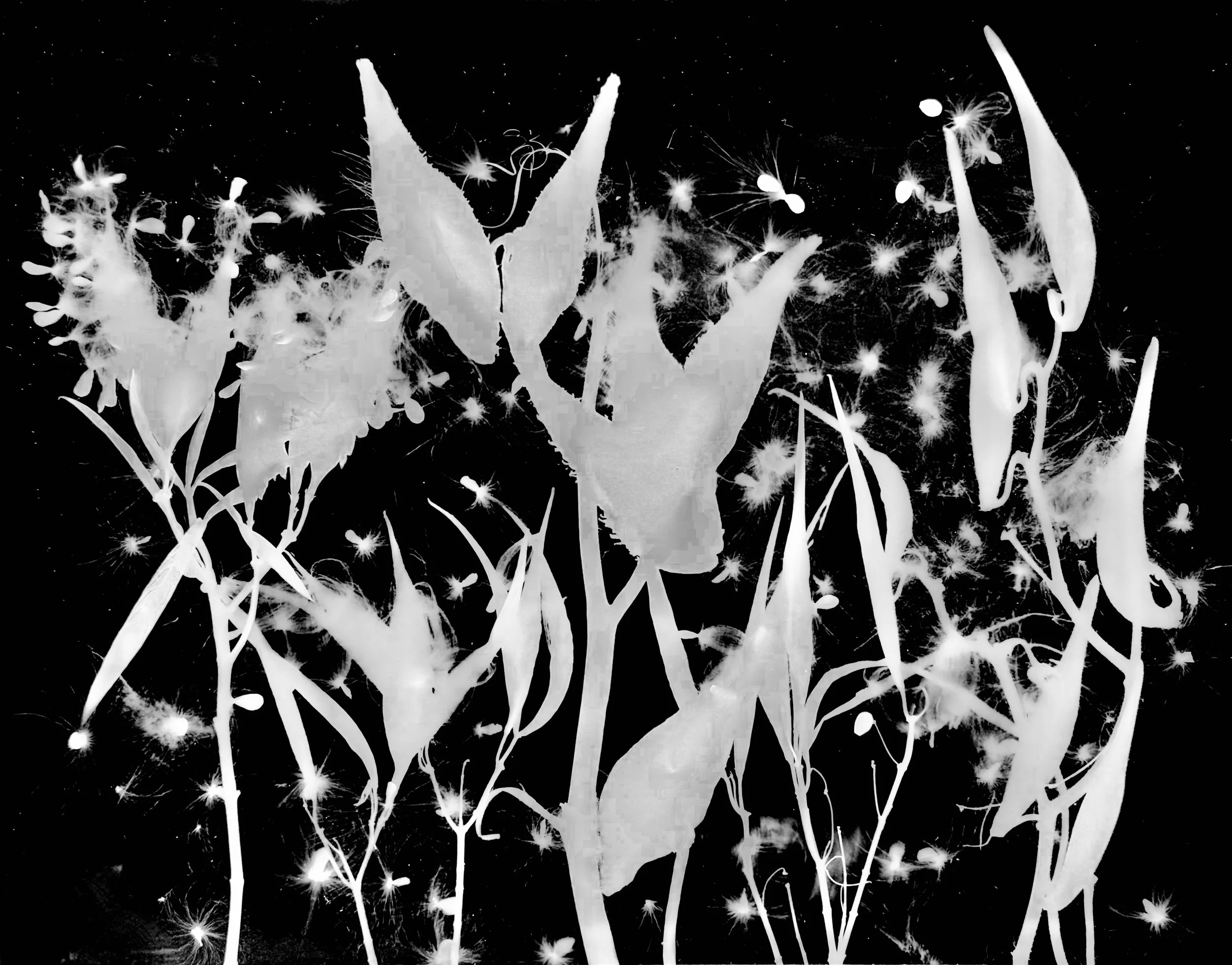 Milkweeds in seed : Swamp, Whorled, Common, Butterflyweed.  16x20