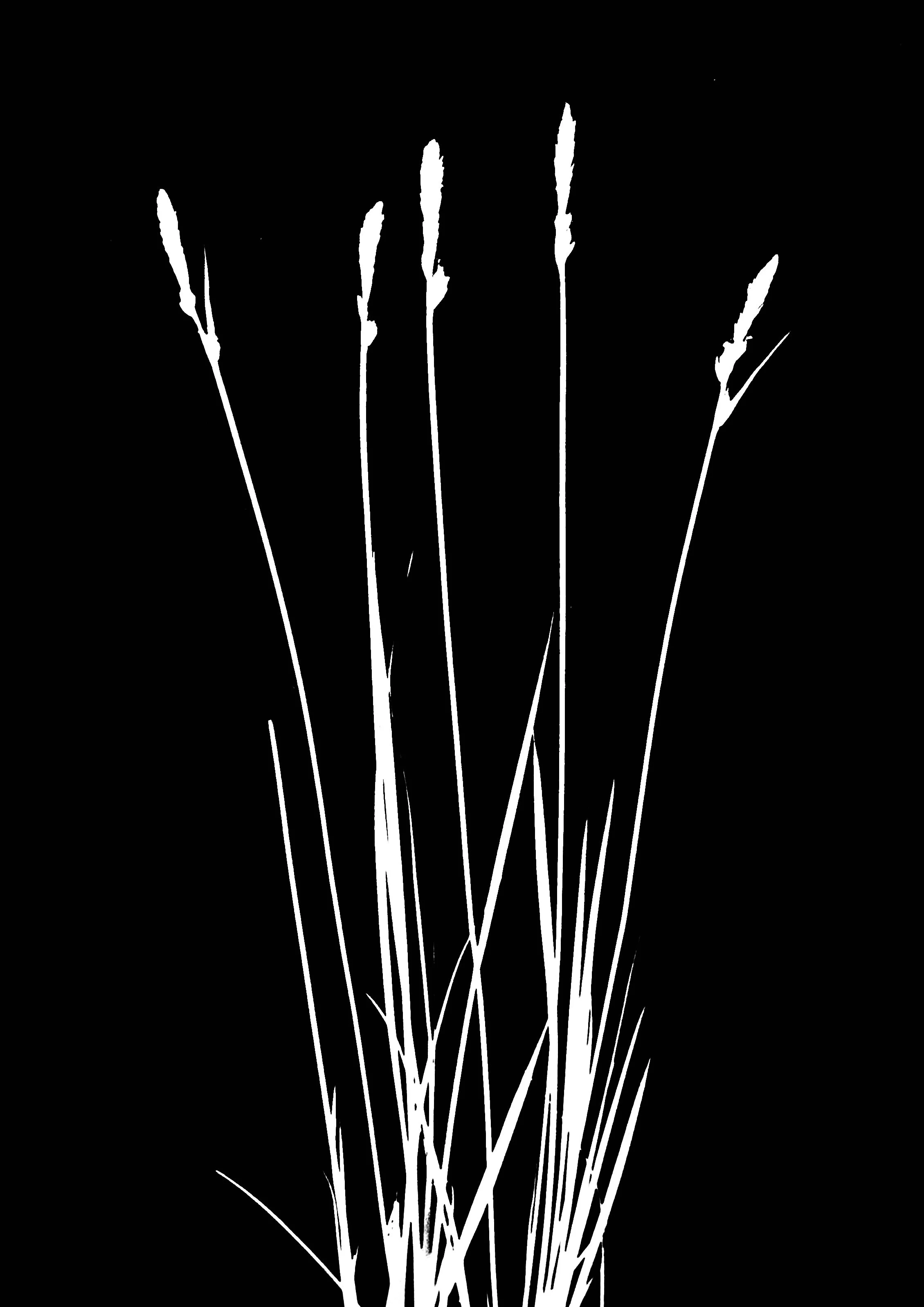 Common oak sedge  8x10
Carex pensylvanica