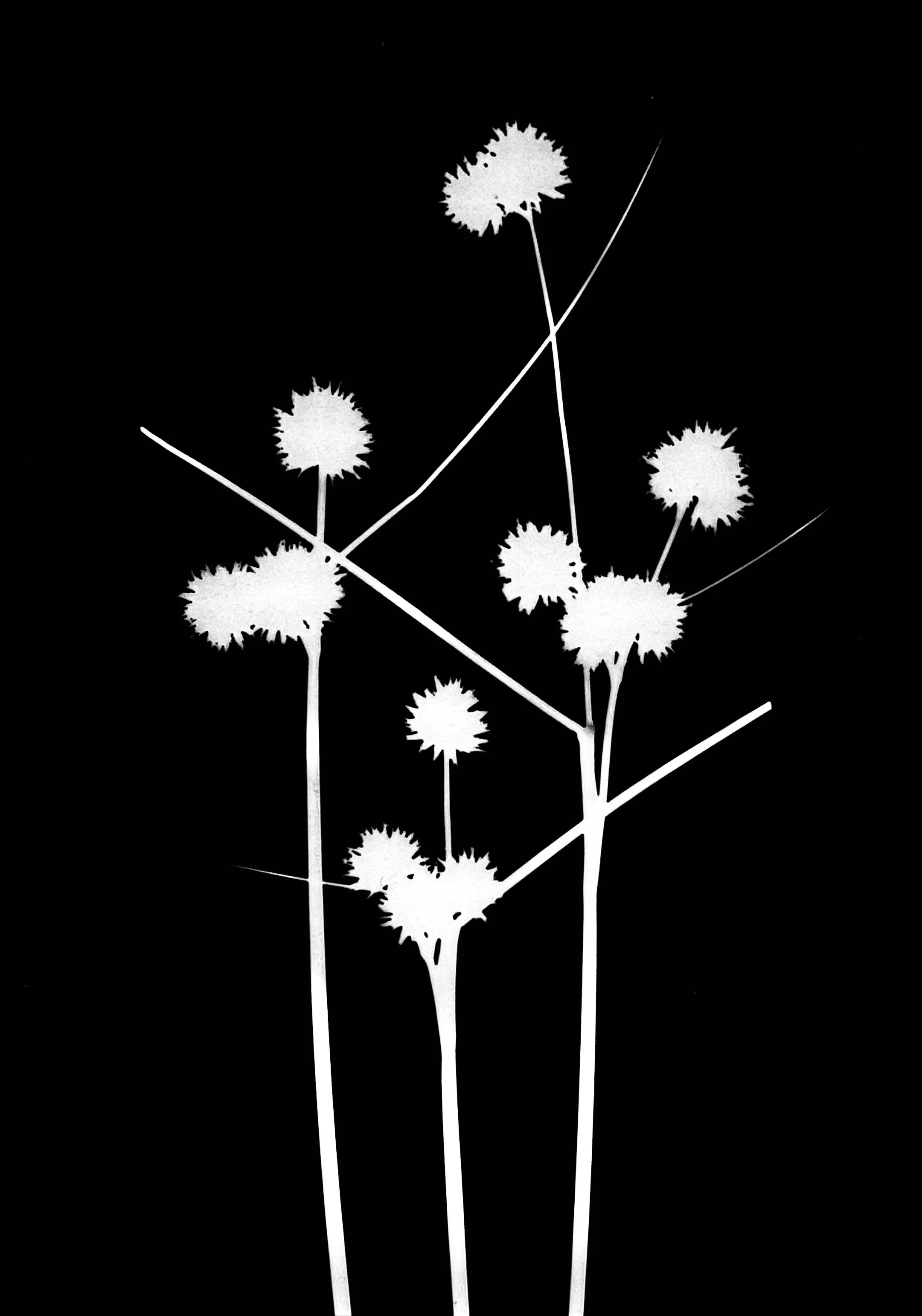 Torrey's rush  5x7
Juncus torreyi 