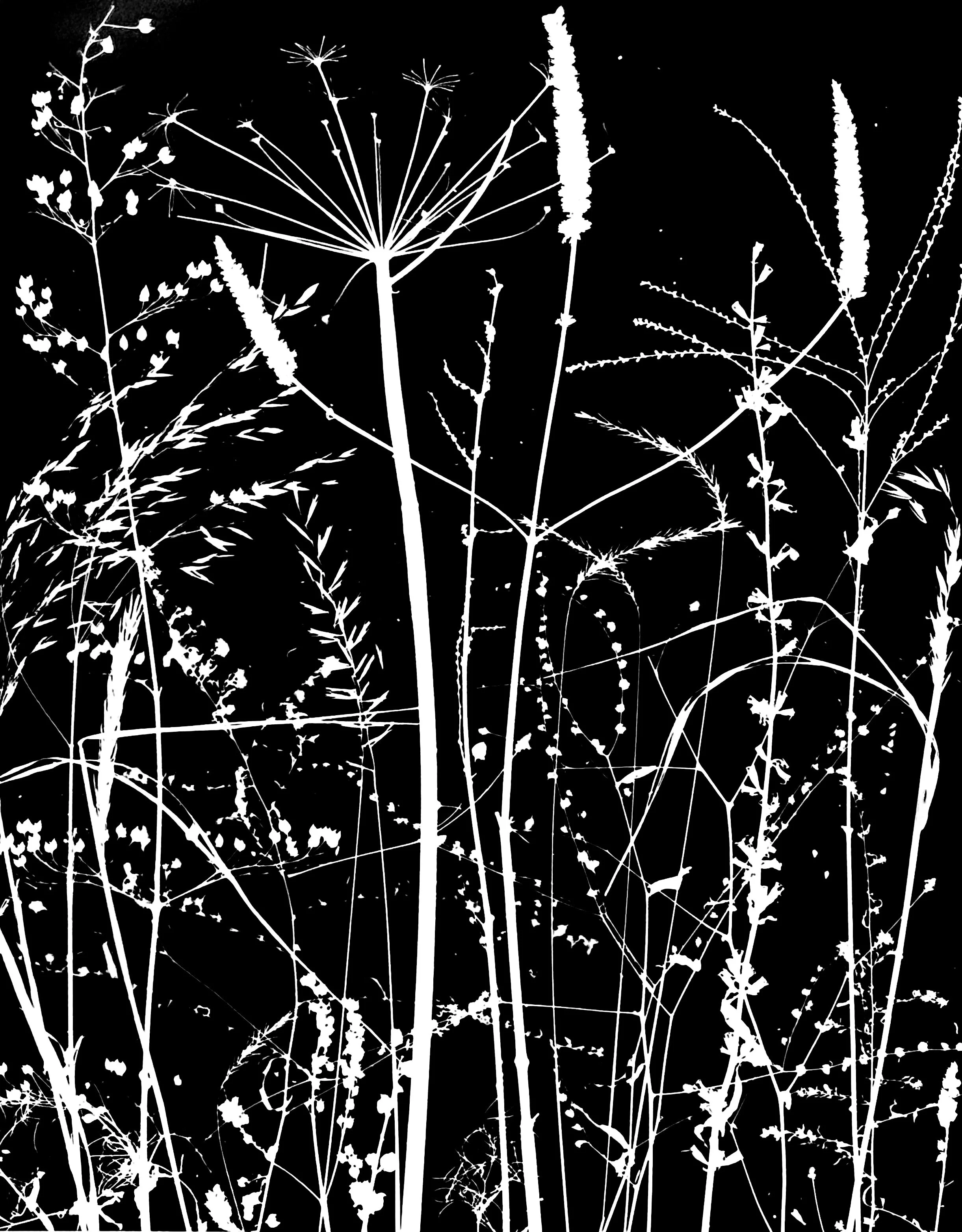 Dormant woodland plants
20x24. 1A