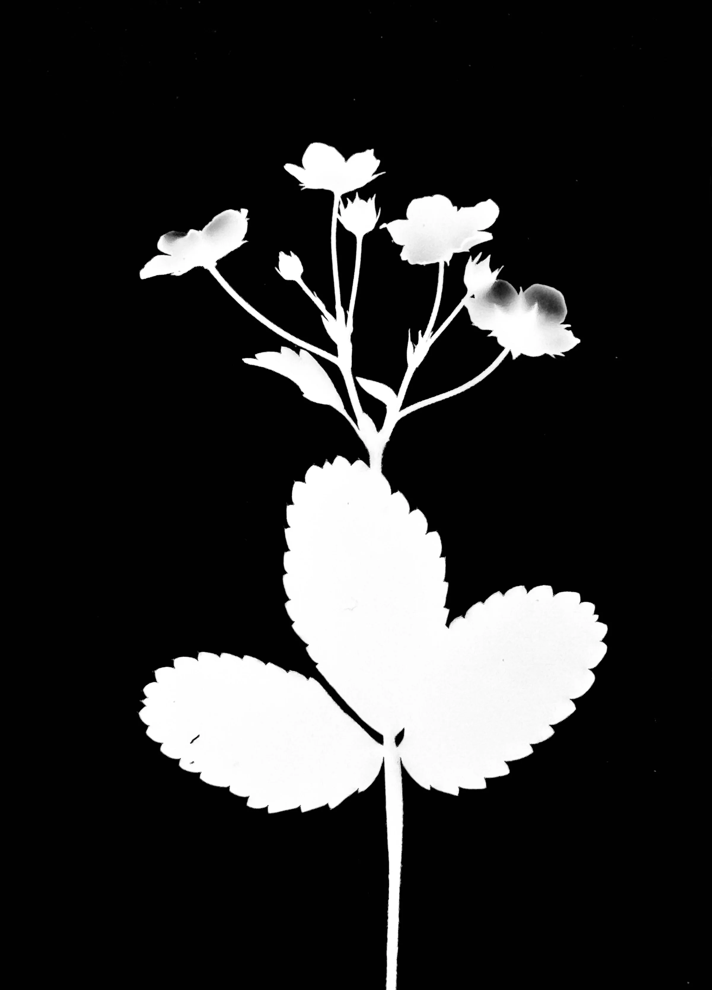 Wild strawberry. 5x7
Fragaria virginiana