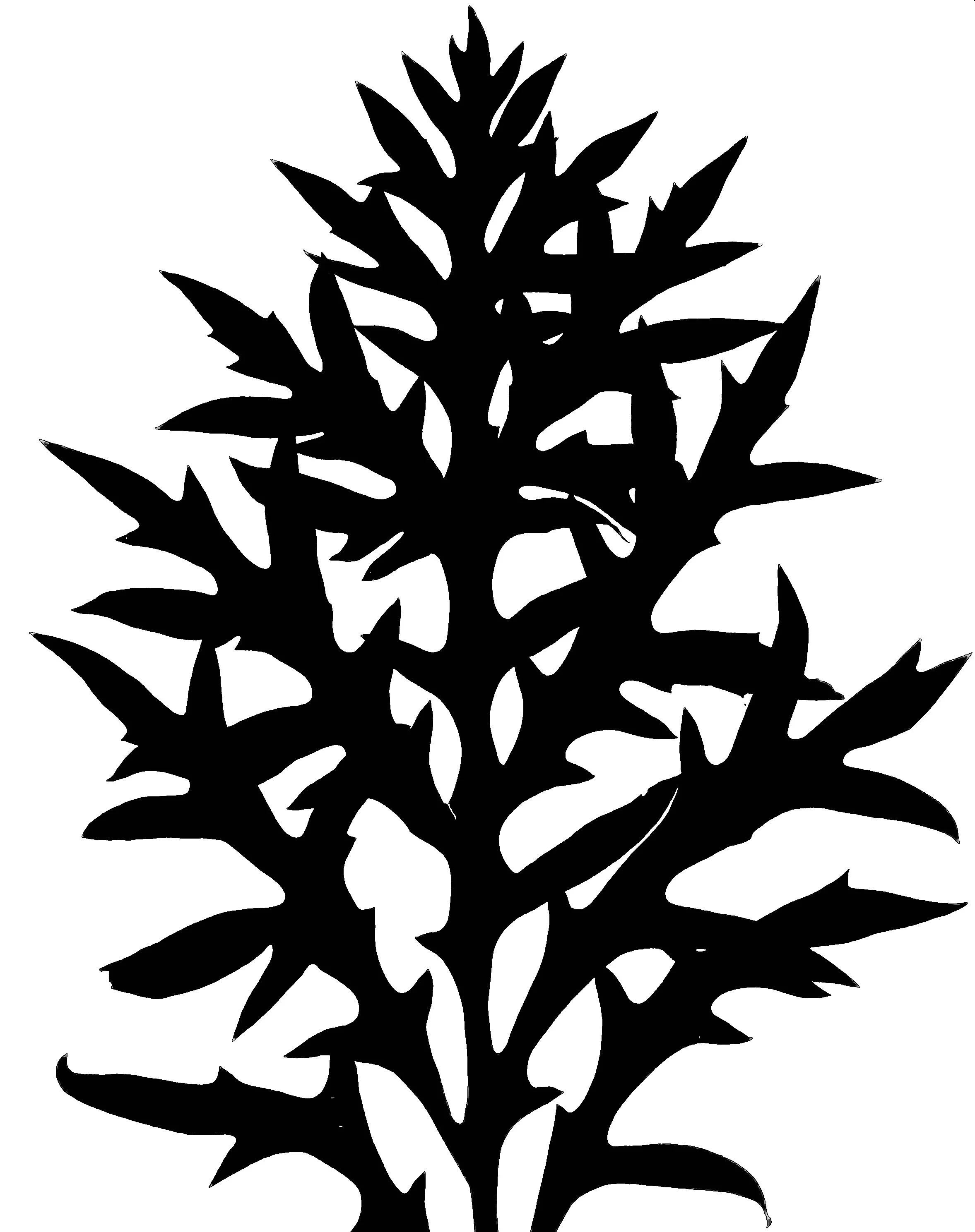 Compass plant leaf  11x14   1B