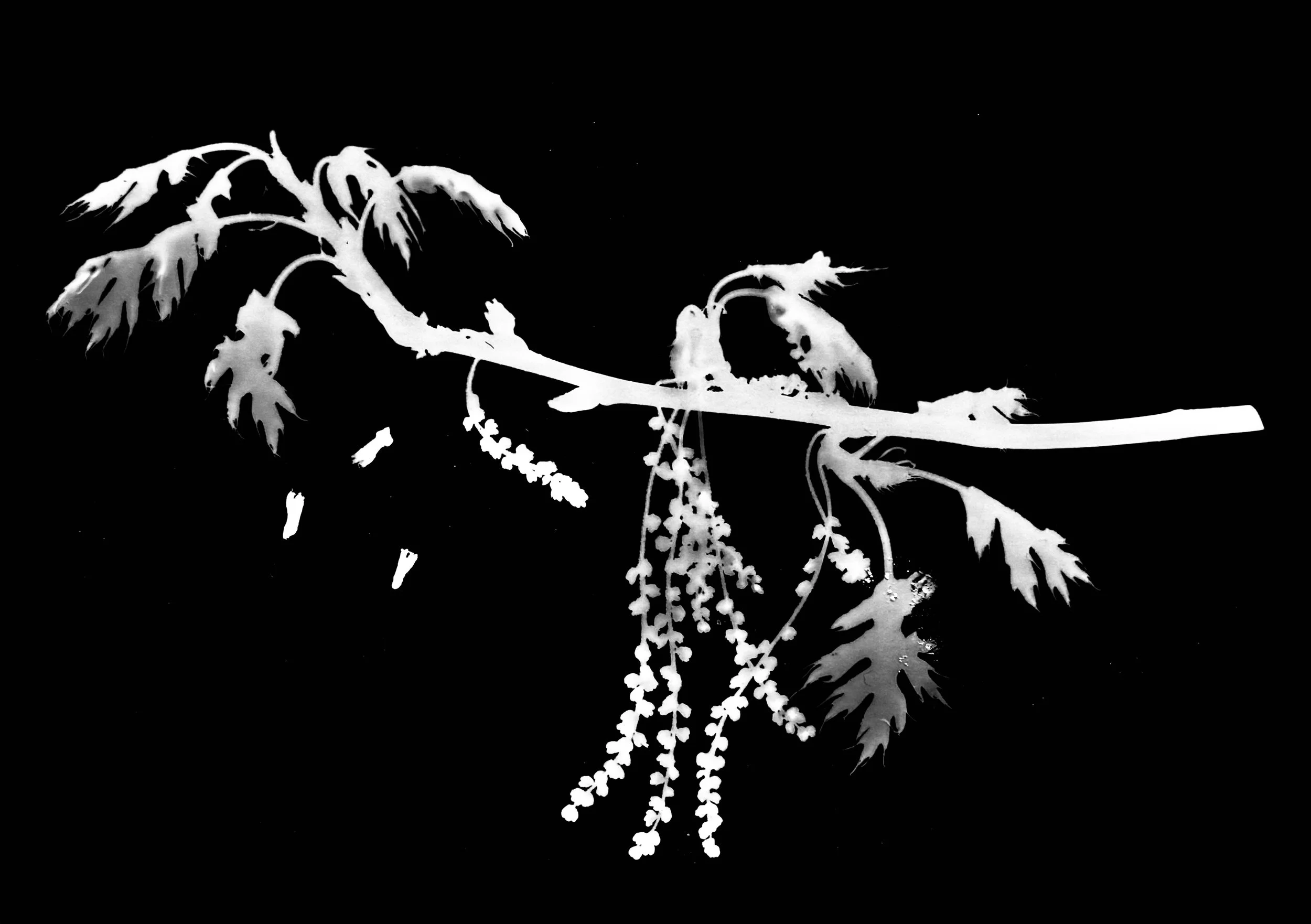 Red Oak in bloom
Quercus rubra
8x10