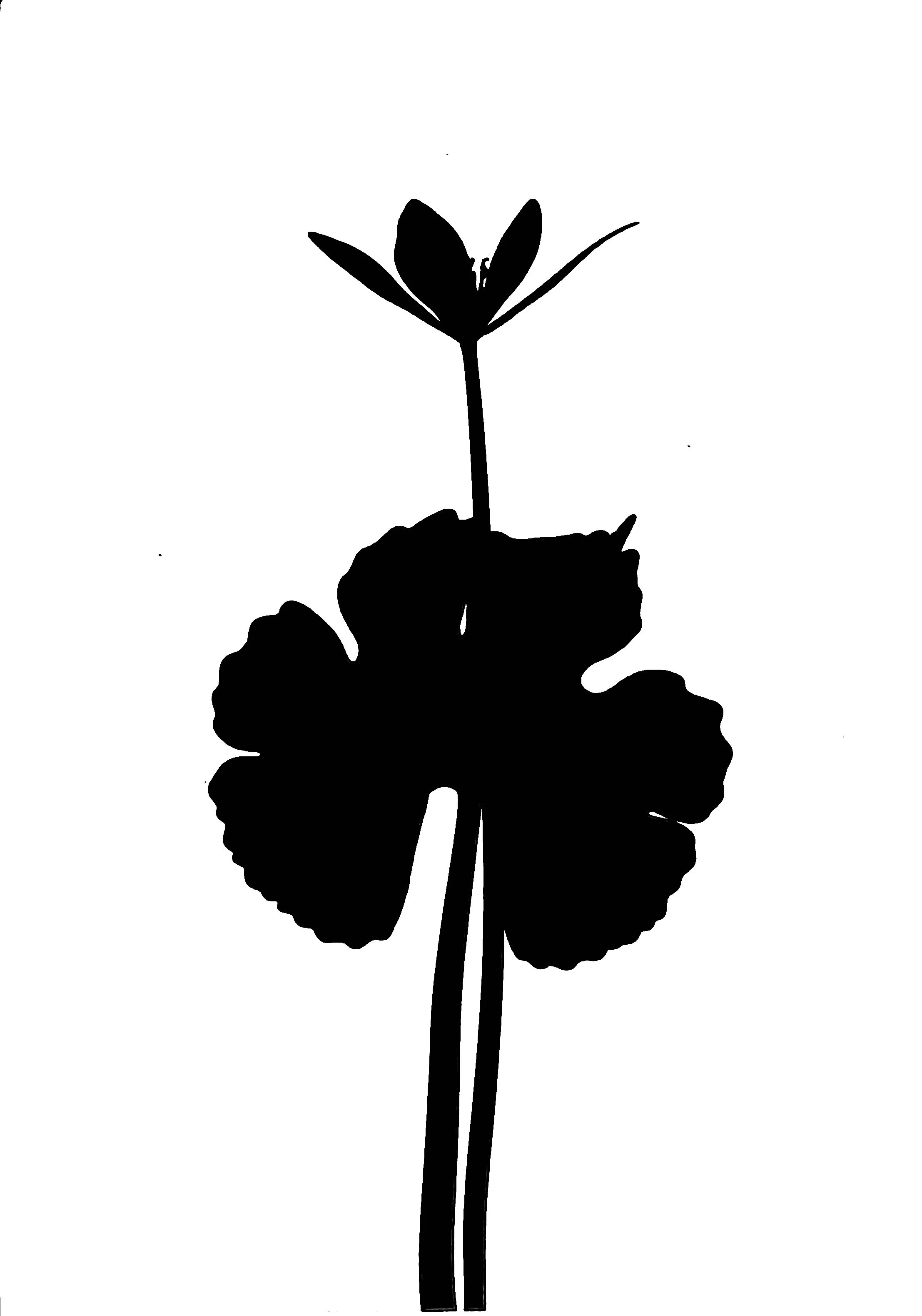 Blood root   5x7  1B
Sanguinaria canadensis