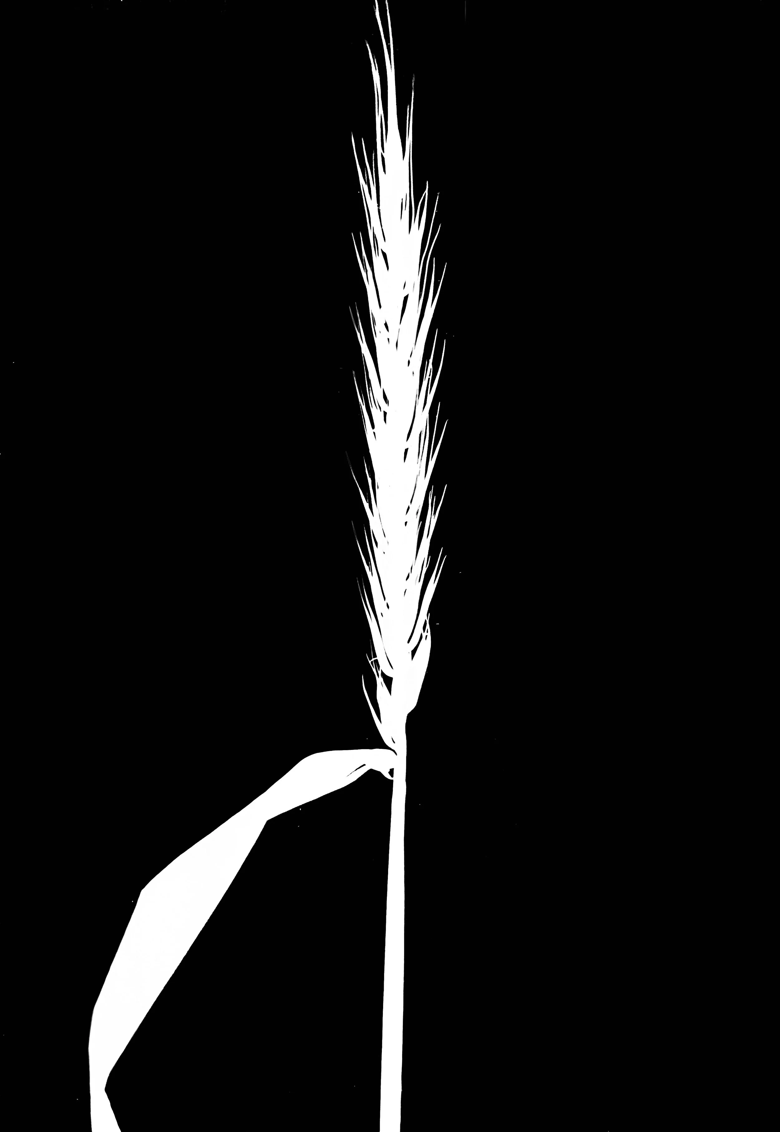 Virginia Rye    5x7
Elymus virginicus