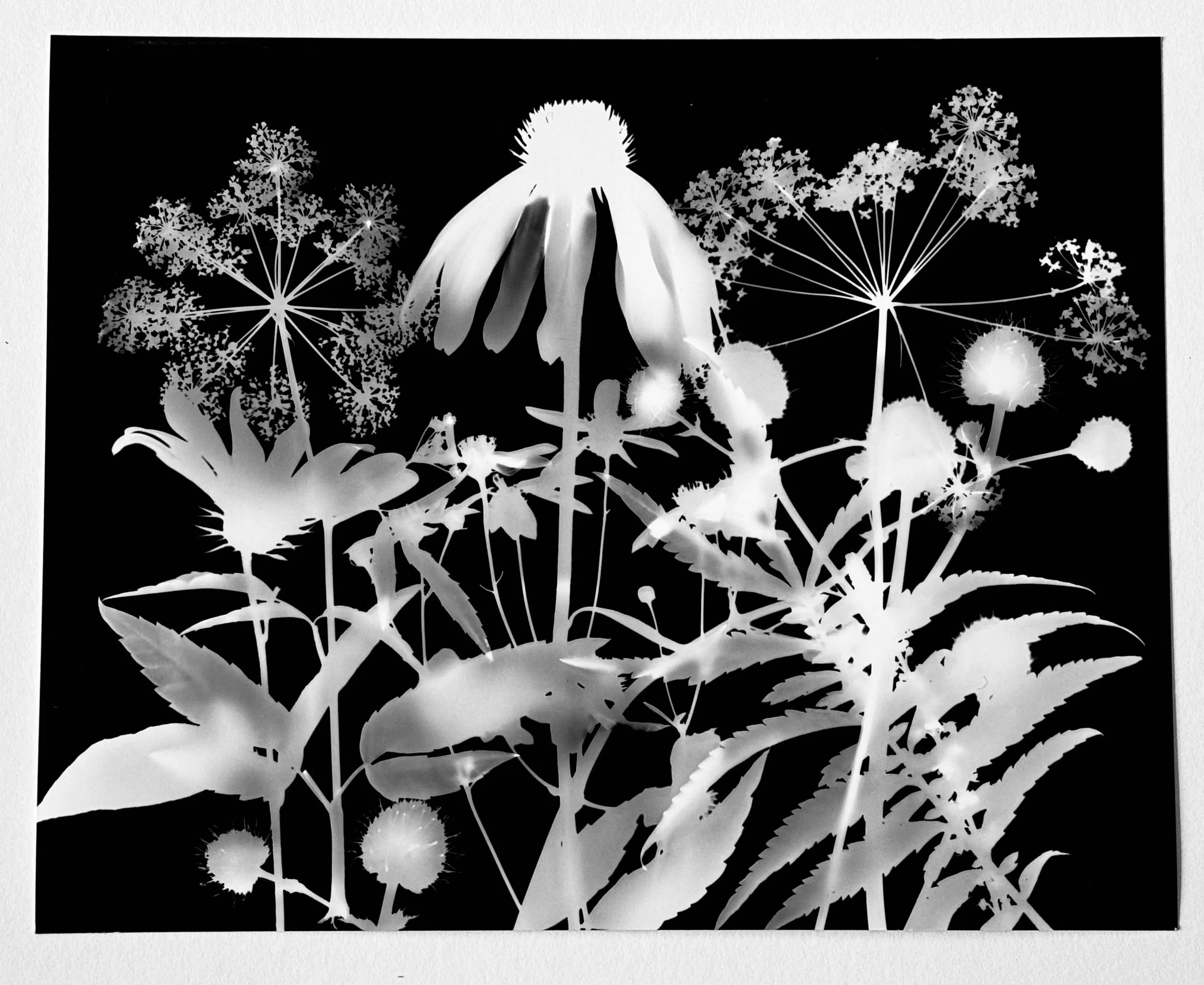 Mid summer natives
8x10.  4B