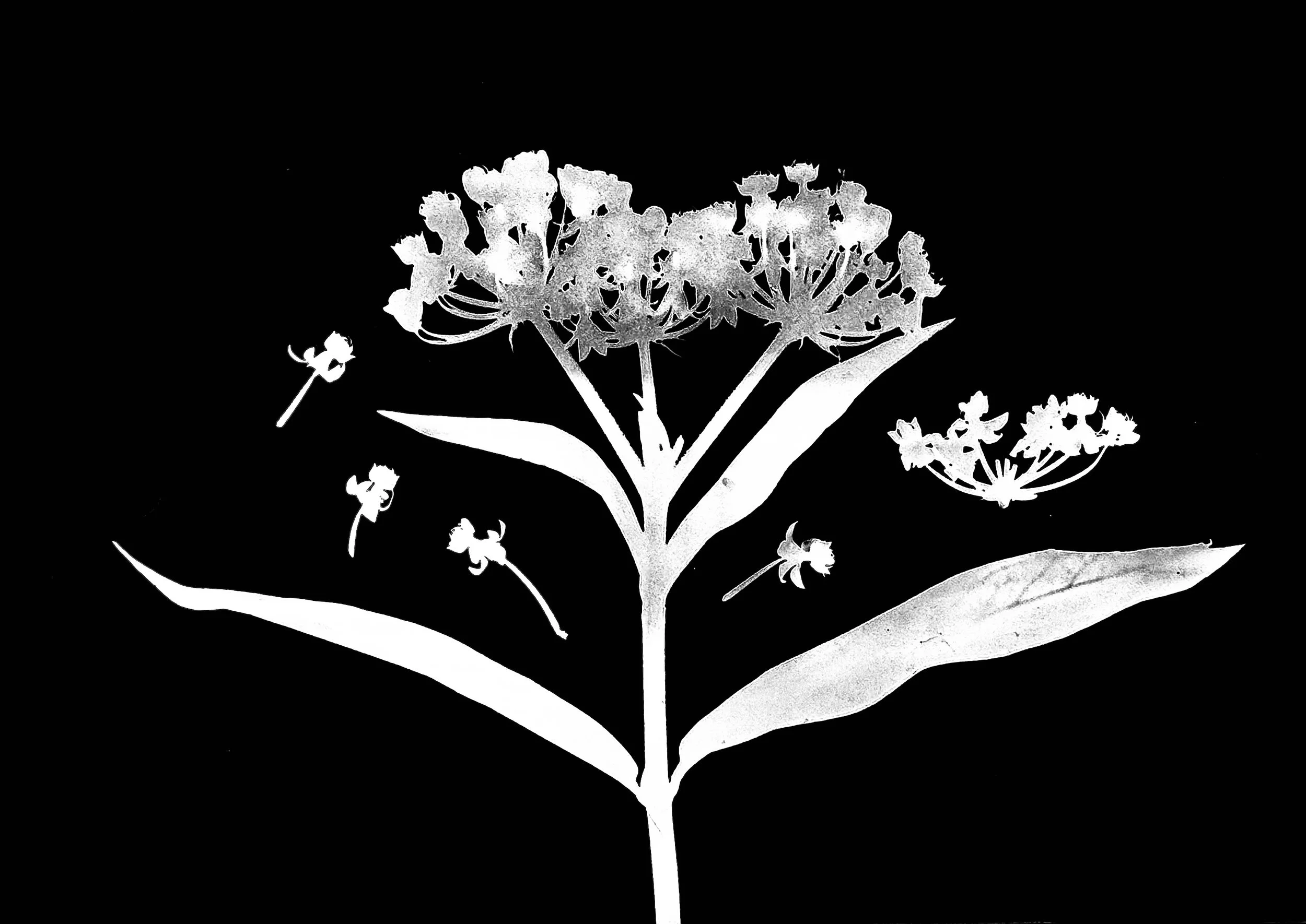 Common Milkweed      5x7
Asclepias syriaca