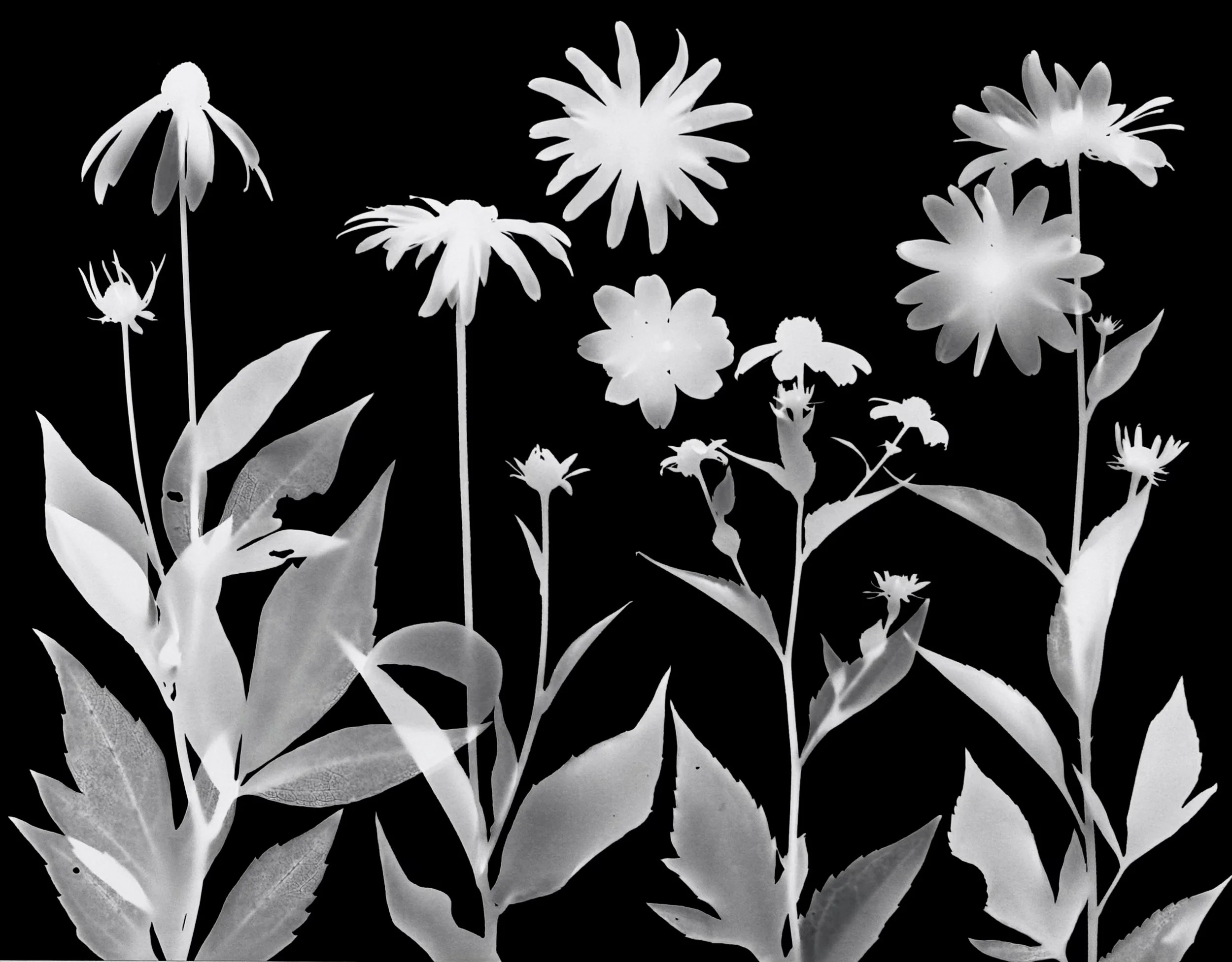 Rudbeckias: Wild Golden Glow, Sweet Black-Eyed Susan, Brown-Eyed Susan, Black-Eyed Susan     
Rudbeckia (R) laciniata, R. subtomentosa, 
R. triloba, R. hirta      11x14. 1A